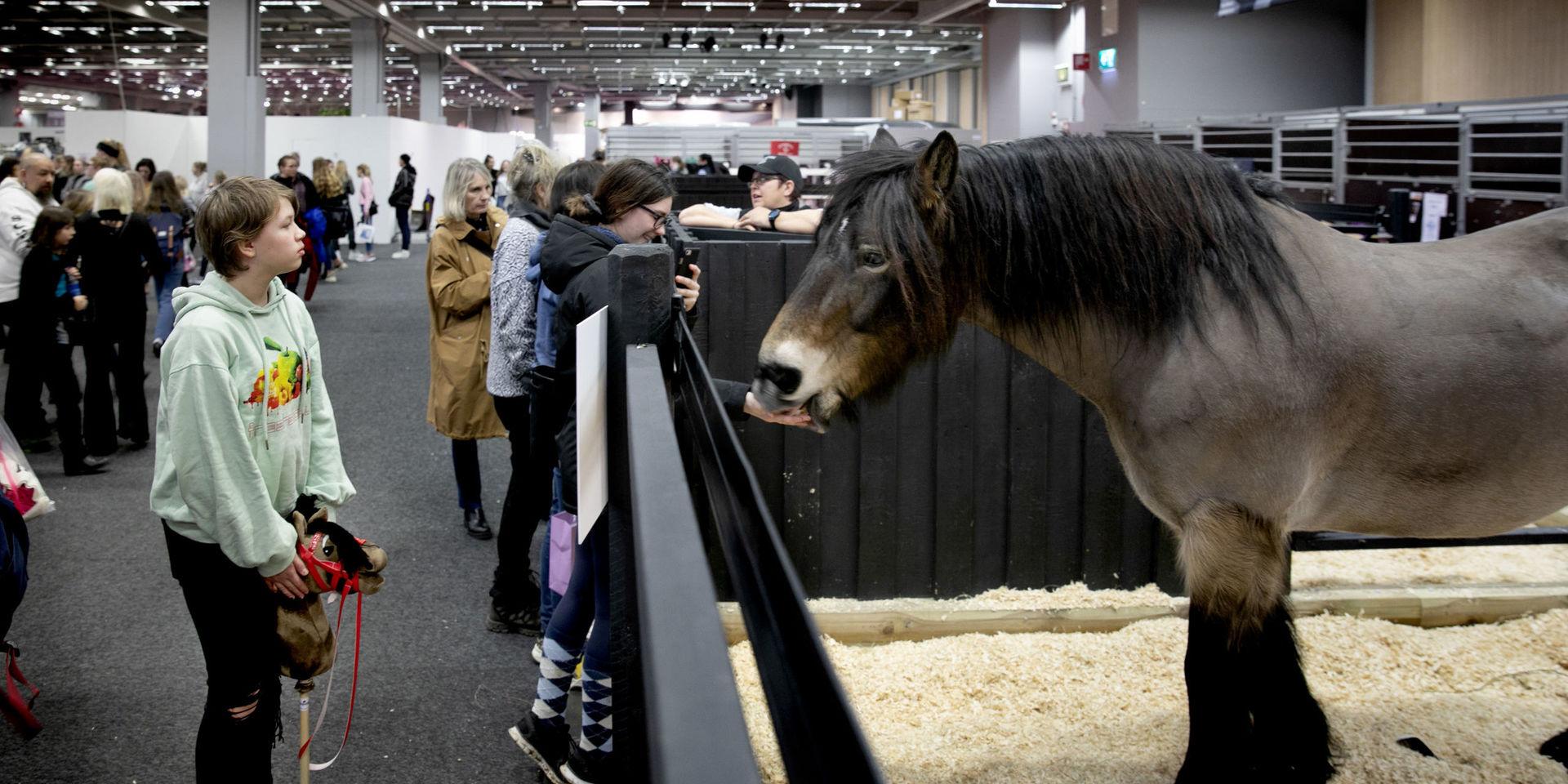 Emilia Werdien, är volontär på Gothenburg horse show och passar på att hälsa på en nordsvensk brukshäst på mässan.