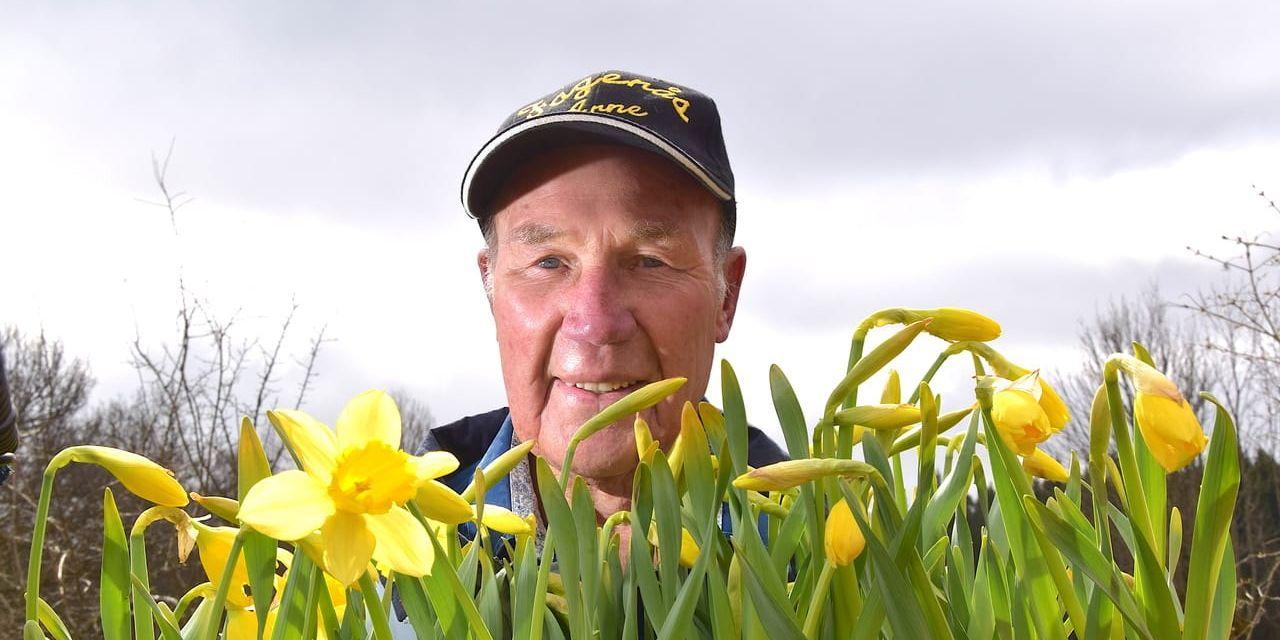 Arne Andersson och hans familj vårdar påskliljor, som tillhör Amaryllis. Men än är det några dagar för tidigt för ett besök i Fagerås, söder om Tranemo. Enligt prognosen på hemsidan kommer en större mängd av blommorna att slå ut i slutet på nästa vecka.