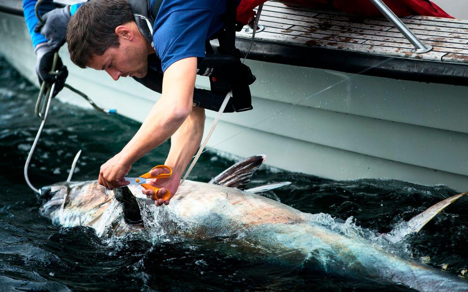 Iñigo Onandia märker en tonfisk. Foto: Anders Ylander
