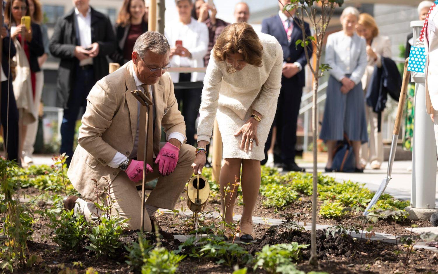 Drottning Silvia och BoKloks VD Jonas Spangenberg planterade en ros (Queen of Sweden) i det demensvänliga gångstråket utanför seniorboendet Silviabo i Mariastaden, Helsingborg, den 31 maj.