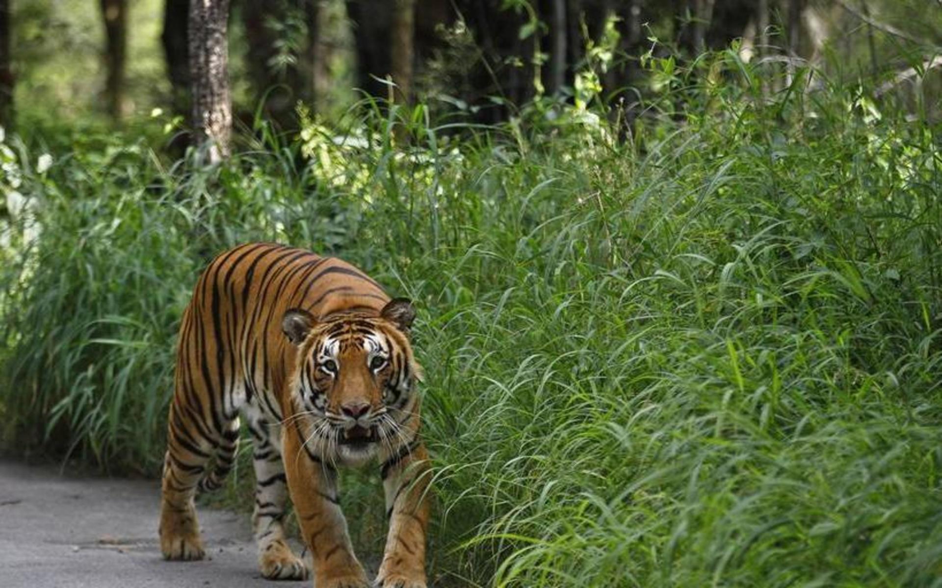 Det var efter ett tips från allmänheten som den nu 50-årige mannen kunde gripas i närheten av mangroveskogen vid floddeltat Sundarban under lördagsmorgonen, rapporterar <a href="https://www.bbc.com/news/world-asia-57308587" id="link-442ac6299e32c6e156743423ffd681e5">BBC</a>. Arkivbild.