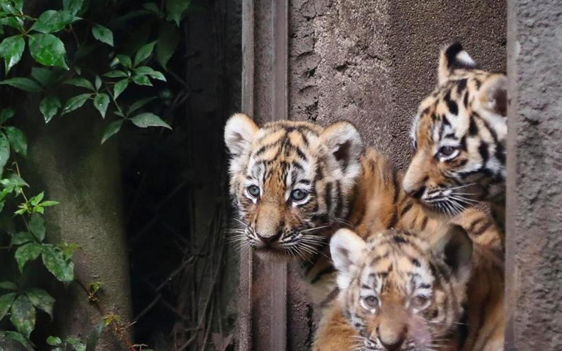 Enligt Världsnaturfonden har tigerbestånden i världen börjat öka igen, efter årtionden av minskande bestånd.