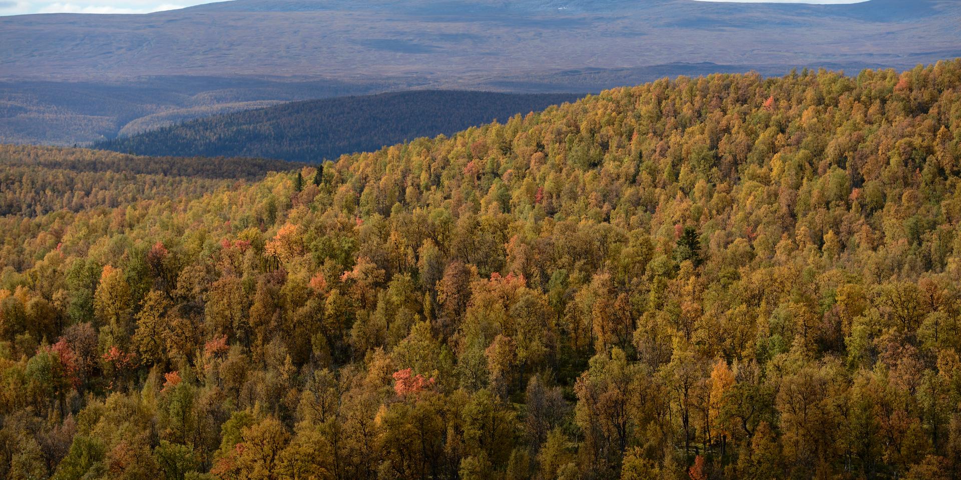 Allmänningsskogarna i Västerbotten får nya naturreservat. Arkivbild.