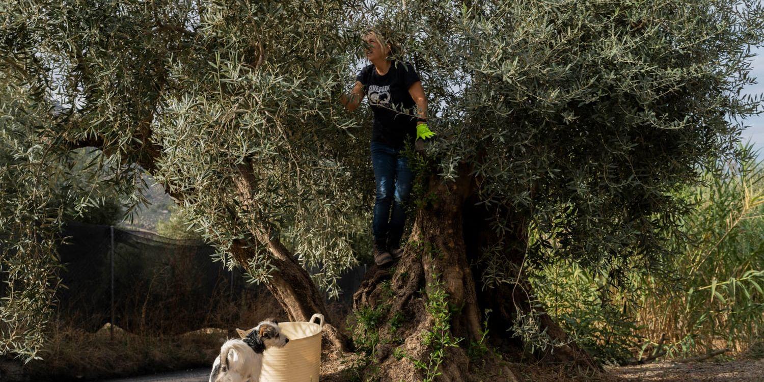 En kvinna plockar oliver i sydspanska Quesada den 29 oktober. Värme och torka har till stor del förstört årets skördar.