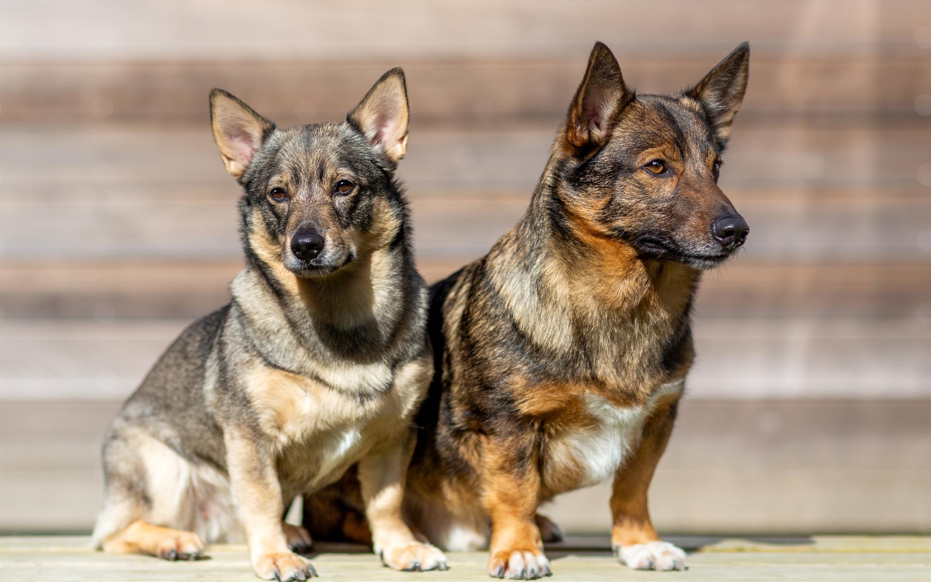 Athos och Fanny är av rasen västgötaspets och är två mångsidiga hundar som roar sin omgivning, de kommer från västkusten.