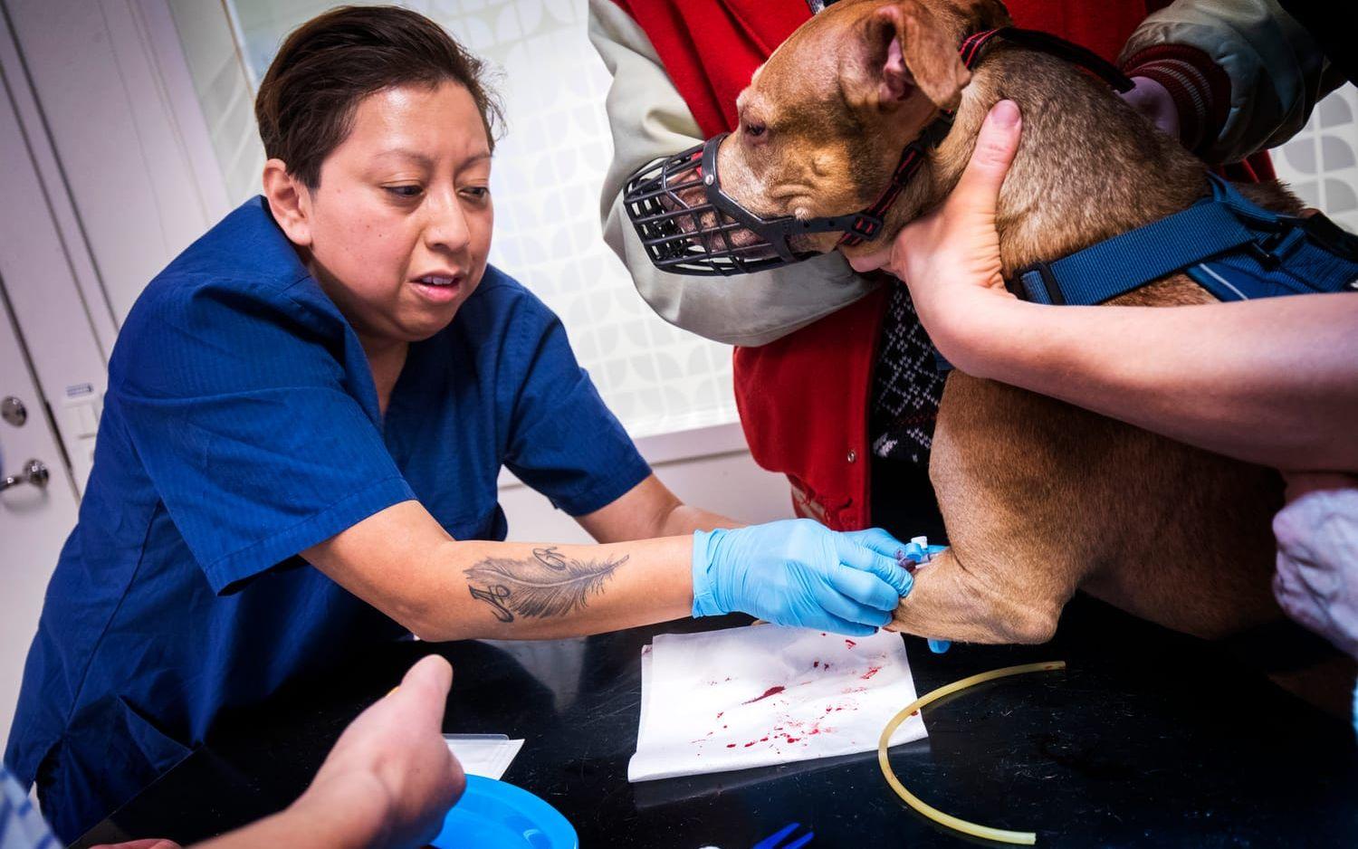 Maria Vikander, djursjukskötare tar blodprov på Tjabo. 