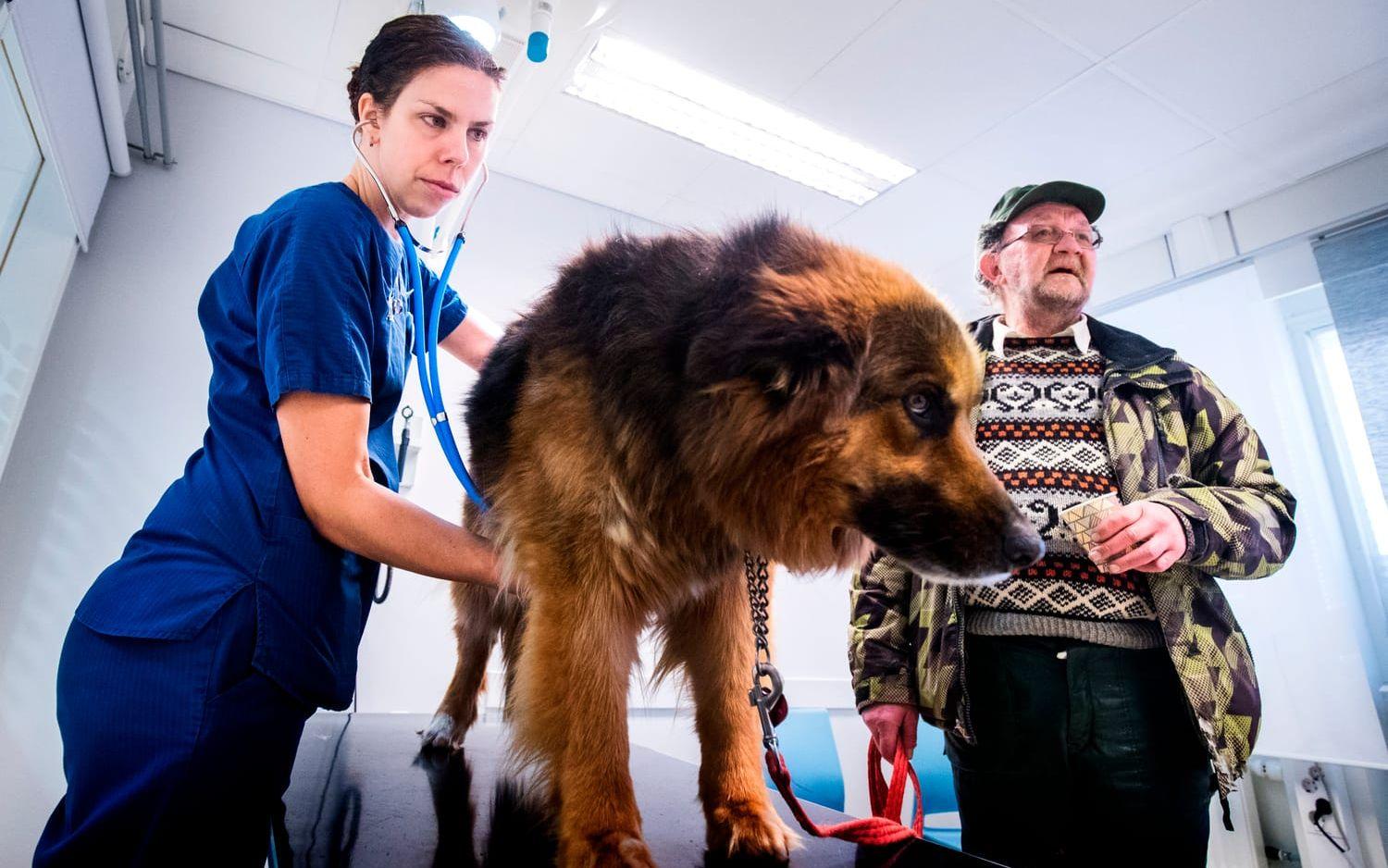 Lars-Olof Gustafsson med hunden Greta. Greta undersöks av veterinären Anna-Karin Swanton. 