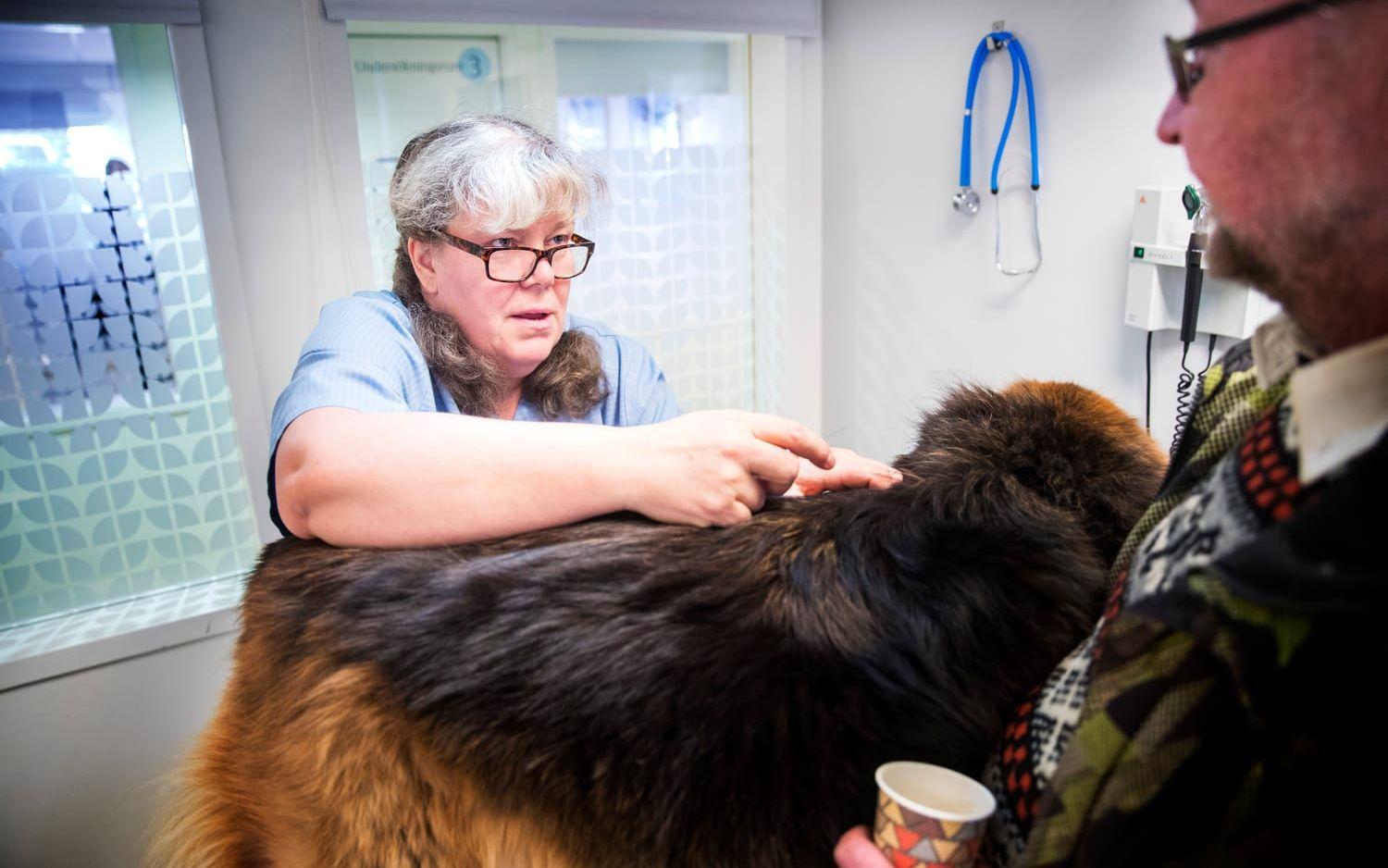 Djursjukskötaren Maria Brandberg vaccinerar Lars-Olof Gustafssons hund Greta. 