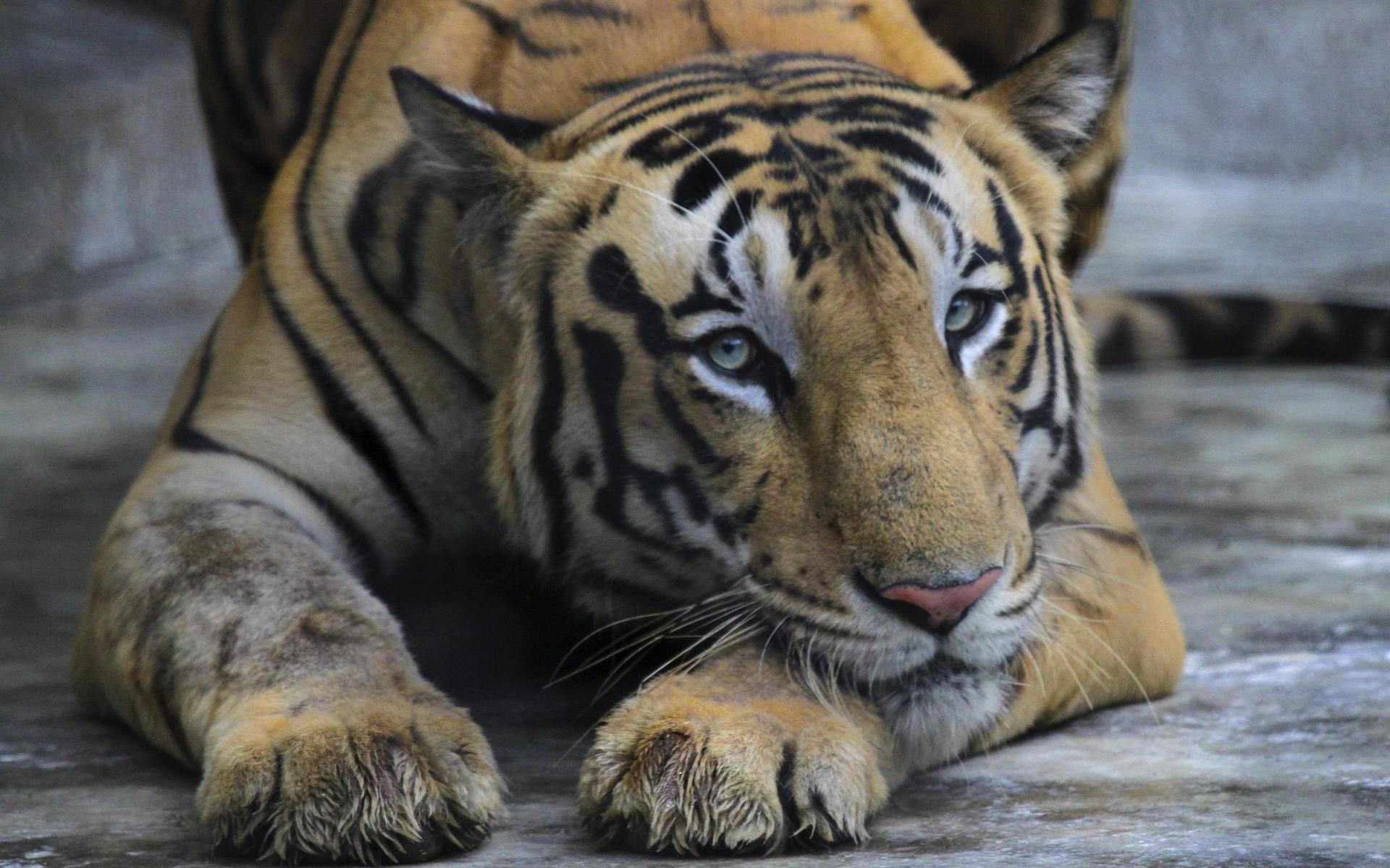 För att hindra att tigrar och andra vilda djur smittas kommer alla tigerreservat i landet stänga för turister.