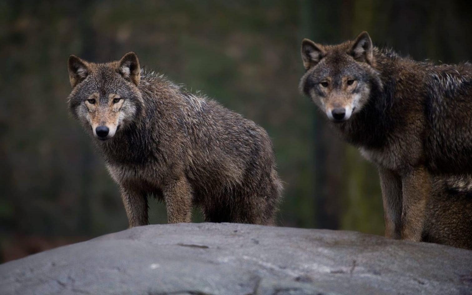 Vargar, som inte har med texten att göra, på Skansen 2009.