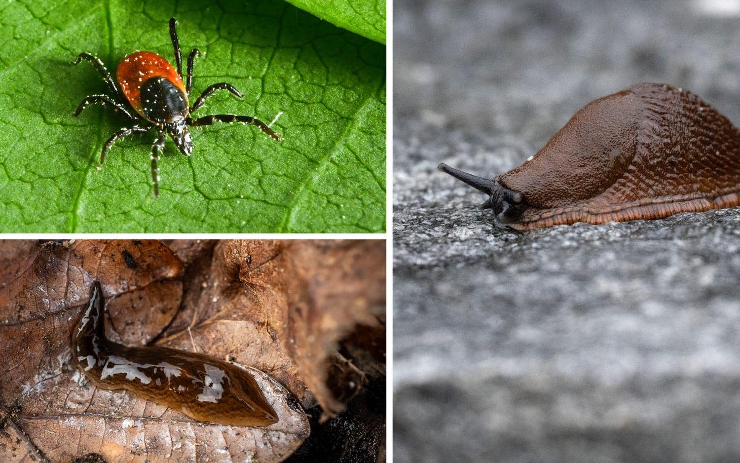 Varken fästing, lövplattmask eller mördarsnigel har några problem med den stränga kylan. Arkivbilder.