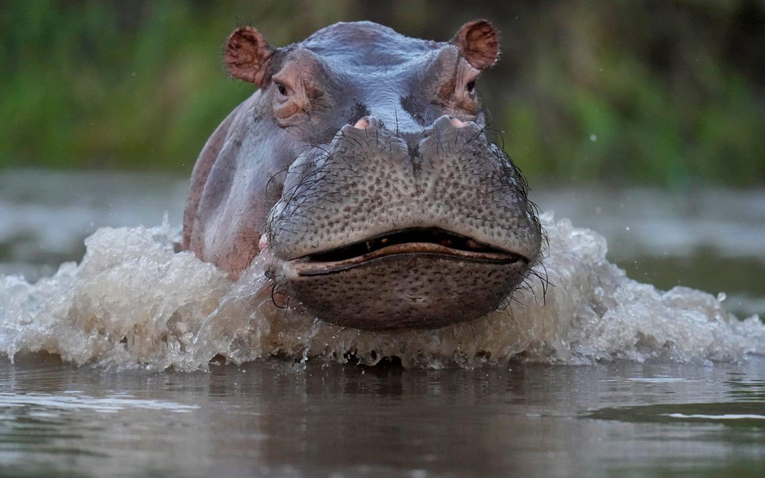 En flodhäst i Magdalenafloden i Puerto Triunfo i Colombia 2022. Flodhästen klassas som en invasiv art i landet.