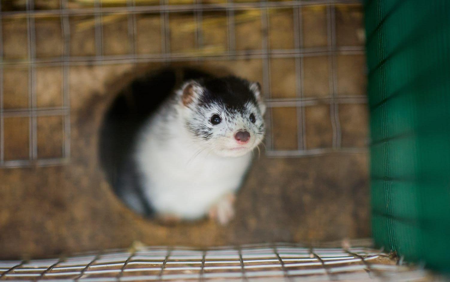 På fem pälsdjursfarmer i Finland har man konstaterat en muterad variant av fågelinfluensaviruset. Arkivbild.