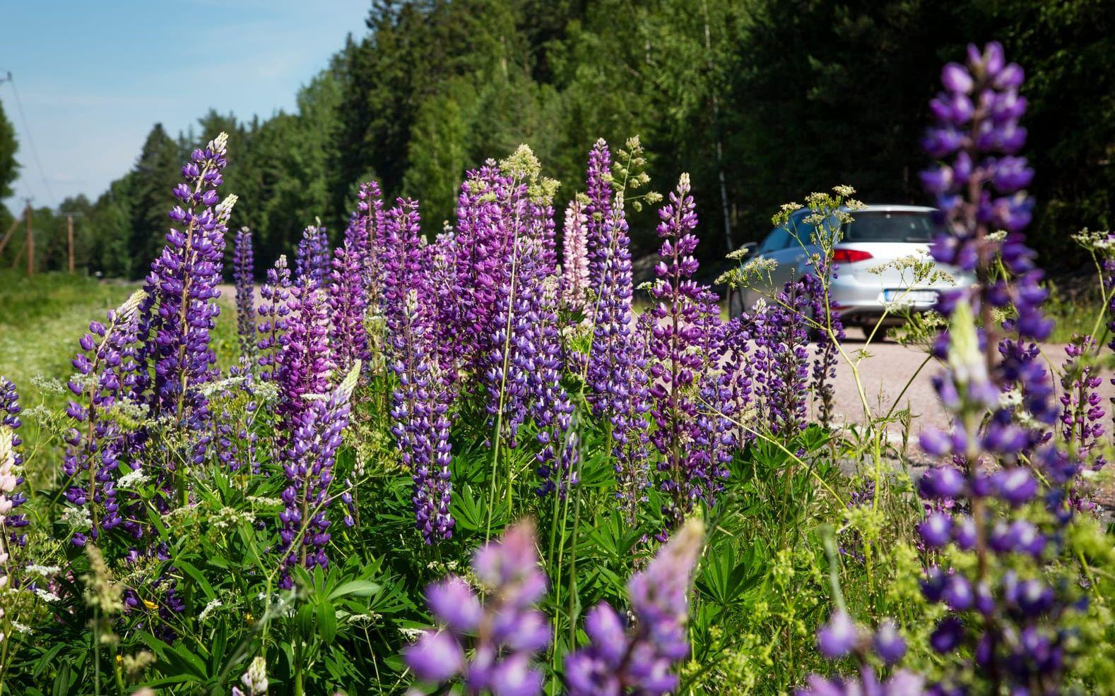 Lupiner breder ut sig i vägkanten. Arkivbild.