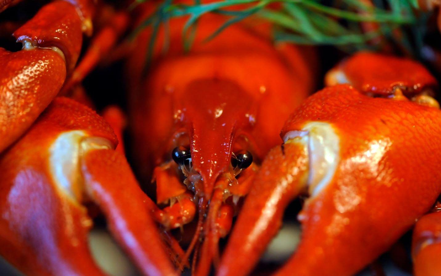 Svensk signalkräfta. Arkivbild.