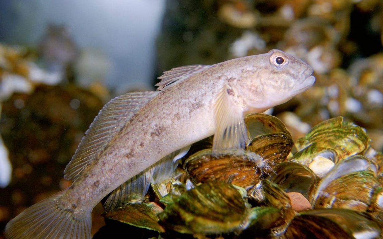 Svartmunnad smörbult. Arkivbild.