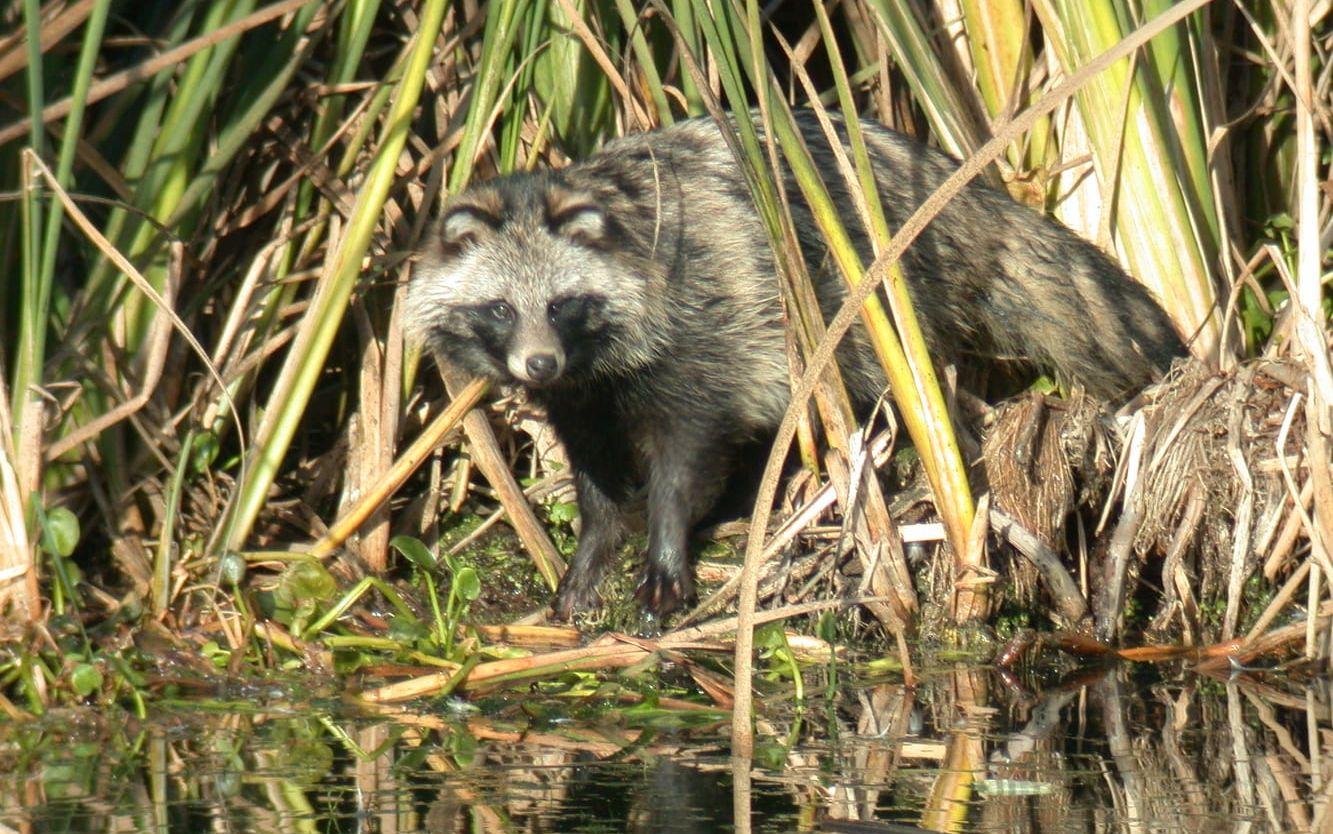 Mårdhund. Arkivbild.
