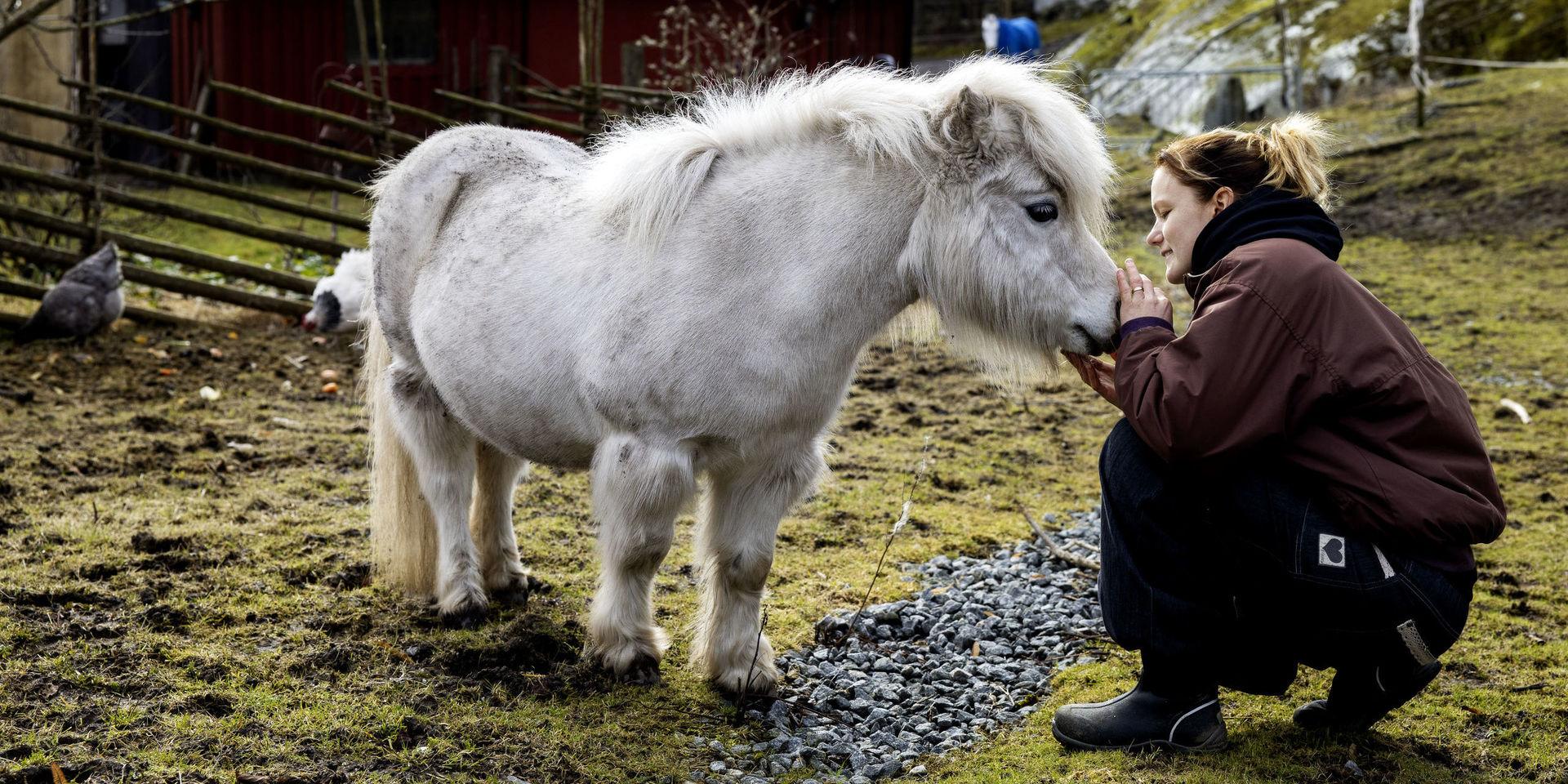 Caroline Nordin, som ridit sedan hon var åtta år, laddar som bäst inför Gothenburg Horse Show där hon är gruppledare för gänget som har ansvar för blomsterarrangemangen inne på arenan. Här myser Caroline ihop med sin häst Volle.