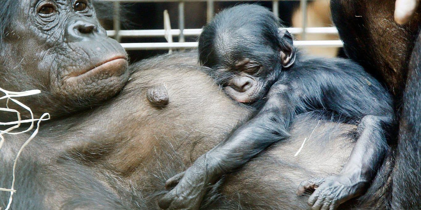 Bonobon, eller dvärgschimpansen, är vår närmaste släkting men väljer vänner på andra villkor. Arkivbild.