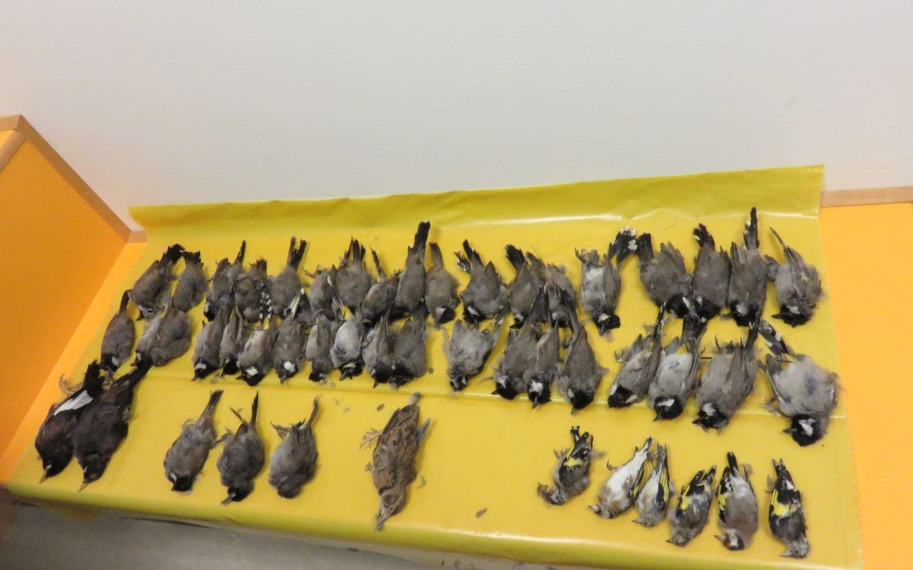 De 49 fåglarna fick avlivas vid gränsen av jourhavande veterinär. Foto: Tullverket