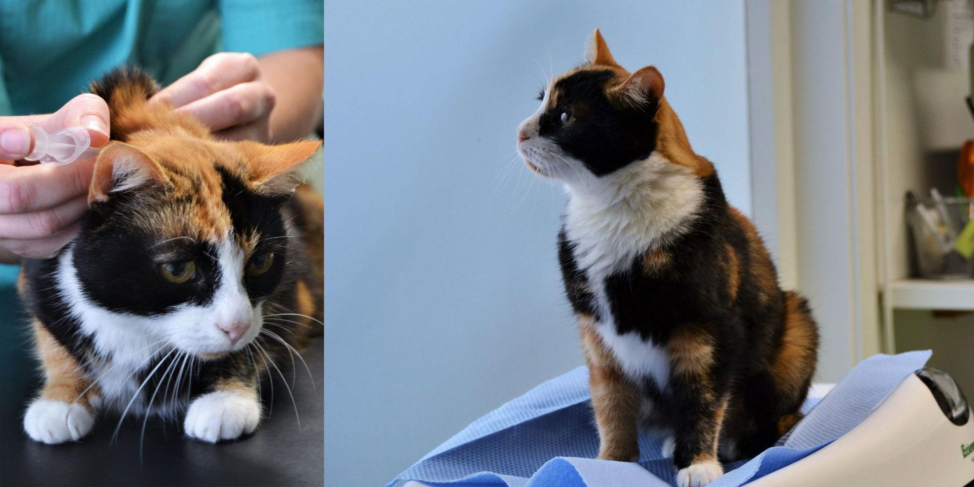 Katten Selma hittade på Åland där den fick både veterinärvård och kärlek av Katthjälpen på Åland.