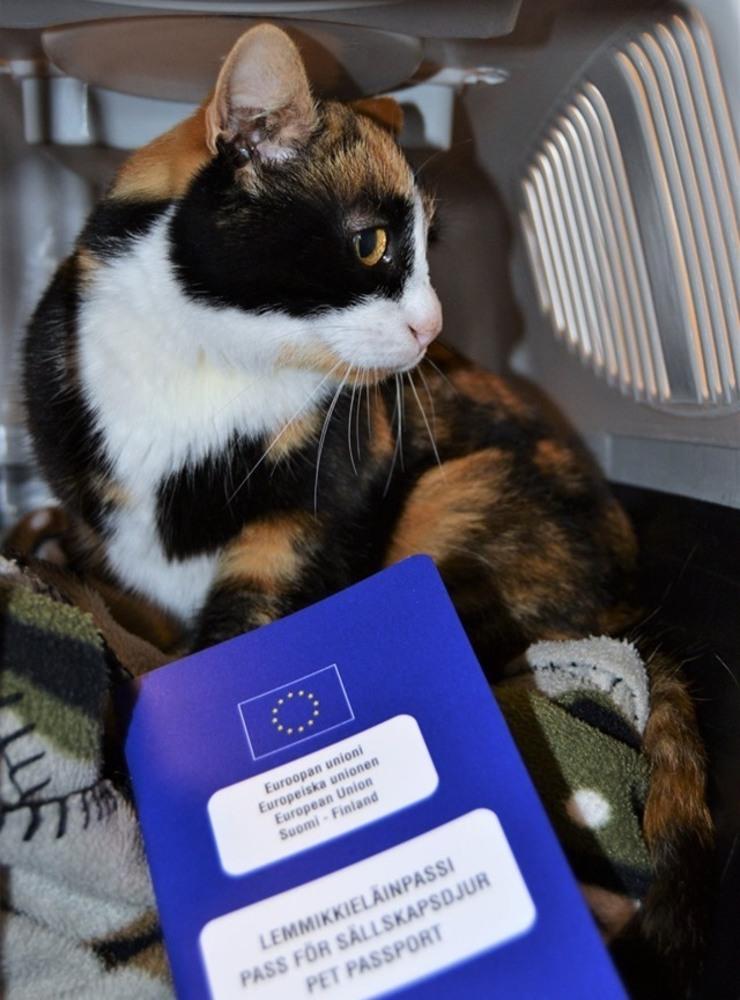 Katten Selma har nu fått sitt pass och får i väntan på att resa hem till Sverige bo hos en värdfamilj på Åland. 