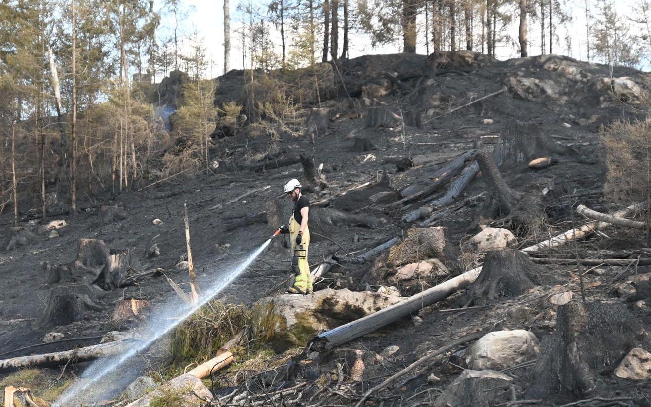 Under torsdagen fortsätter räddningstjänsten att släcka skogsbranden.
