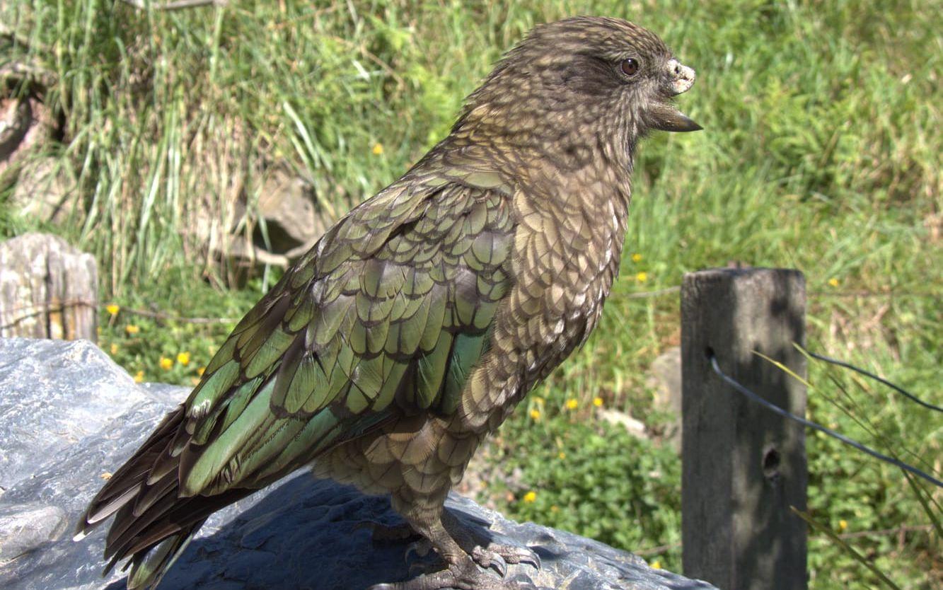 Bruce saknar övre delen av näbben, men är en obesegrad slagskämpe.