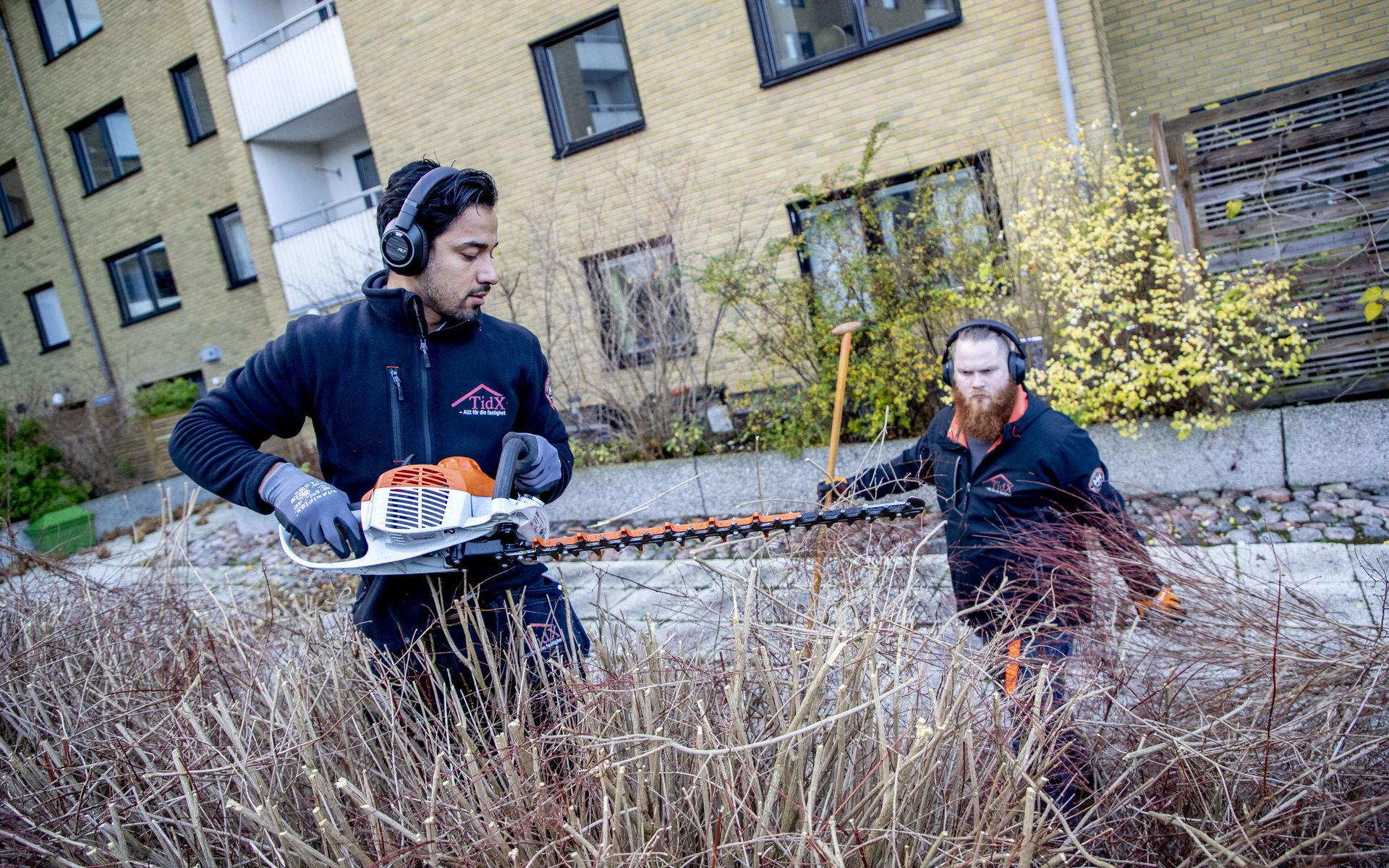 Safi Beheshti och Tobias Nilsson klipper ned och städar på innergården. 