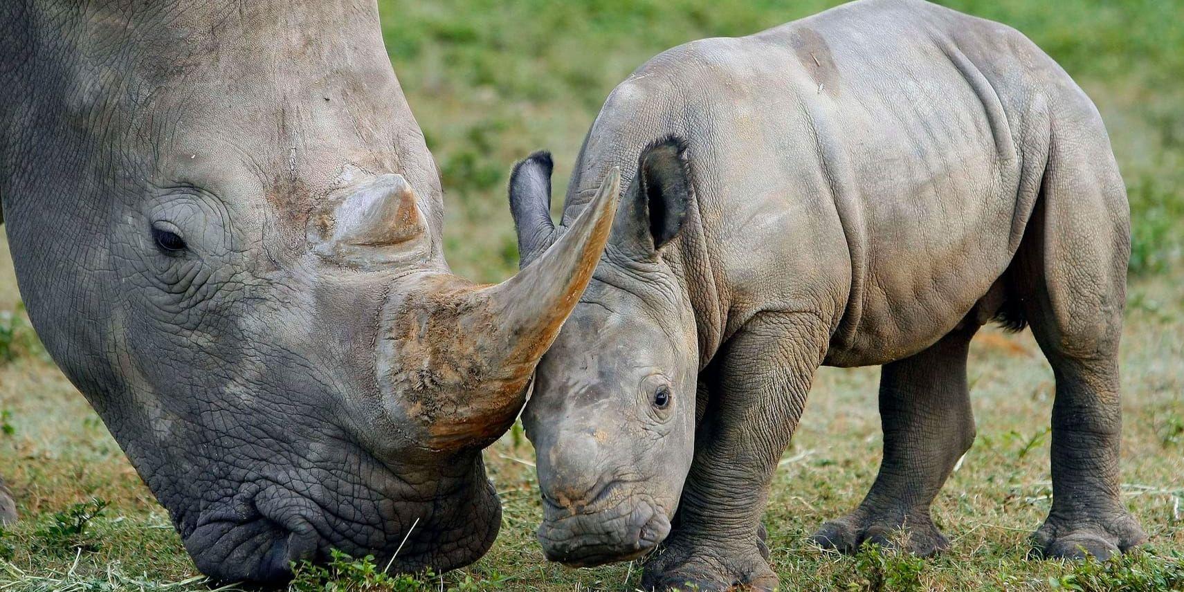 I dagarna väntas Köpenhamns Zoo få tillskott av två noshörningskalvar. Bilden föreställer två andra noshörningar. Arkivbild.