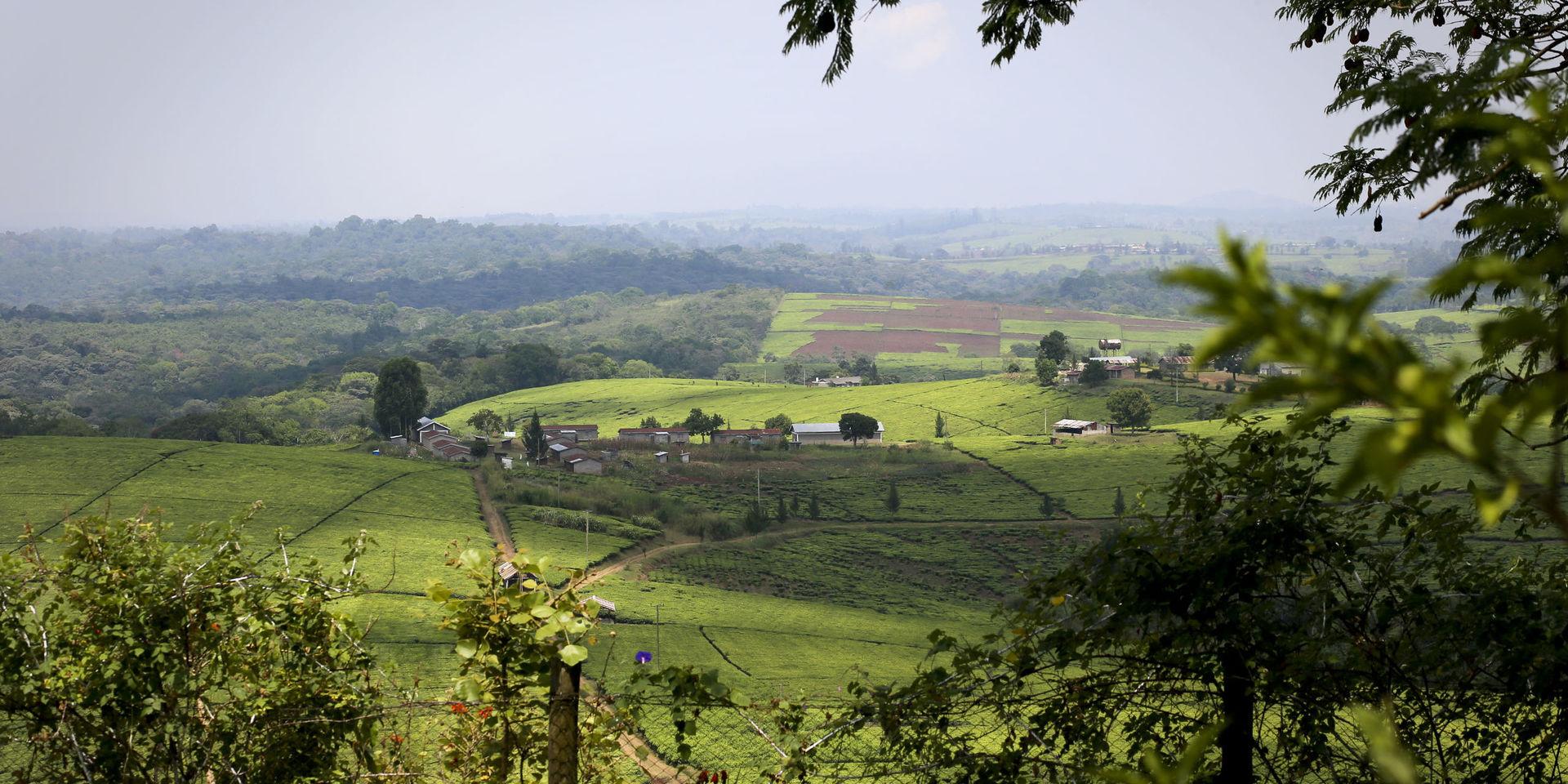 Vy över teplantage utanför Fort Portal i västra Uganda.
