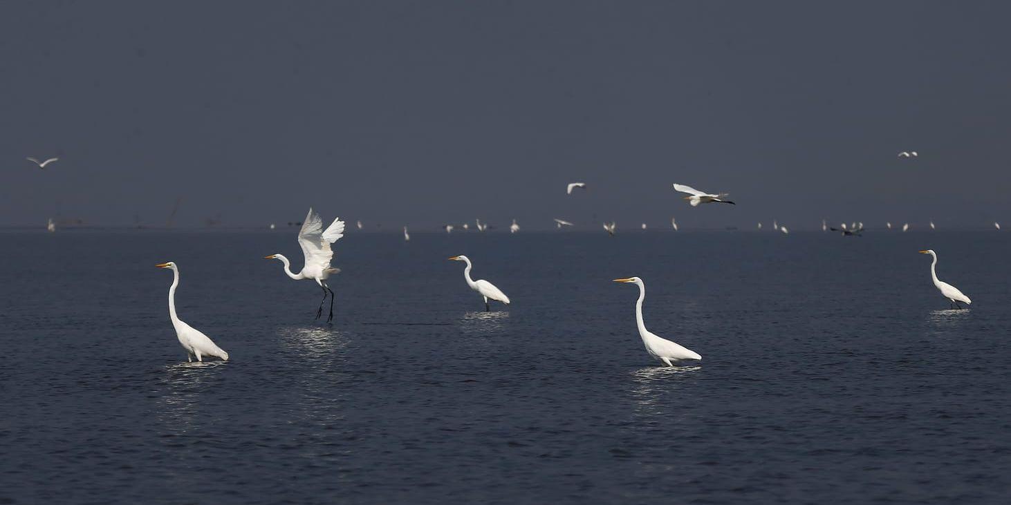 Var tionde delfin död i badkarsvarm sjö | Göteborgs-Posten