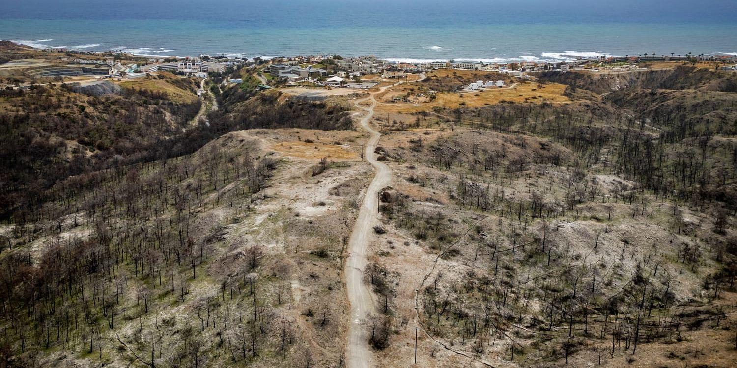 Nedbrända träd på Rhodos.