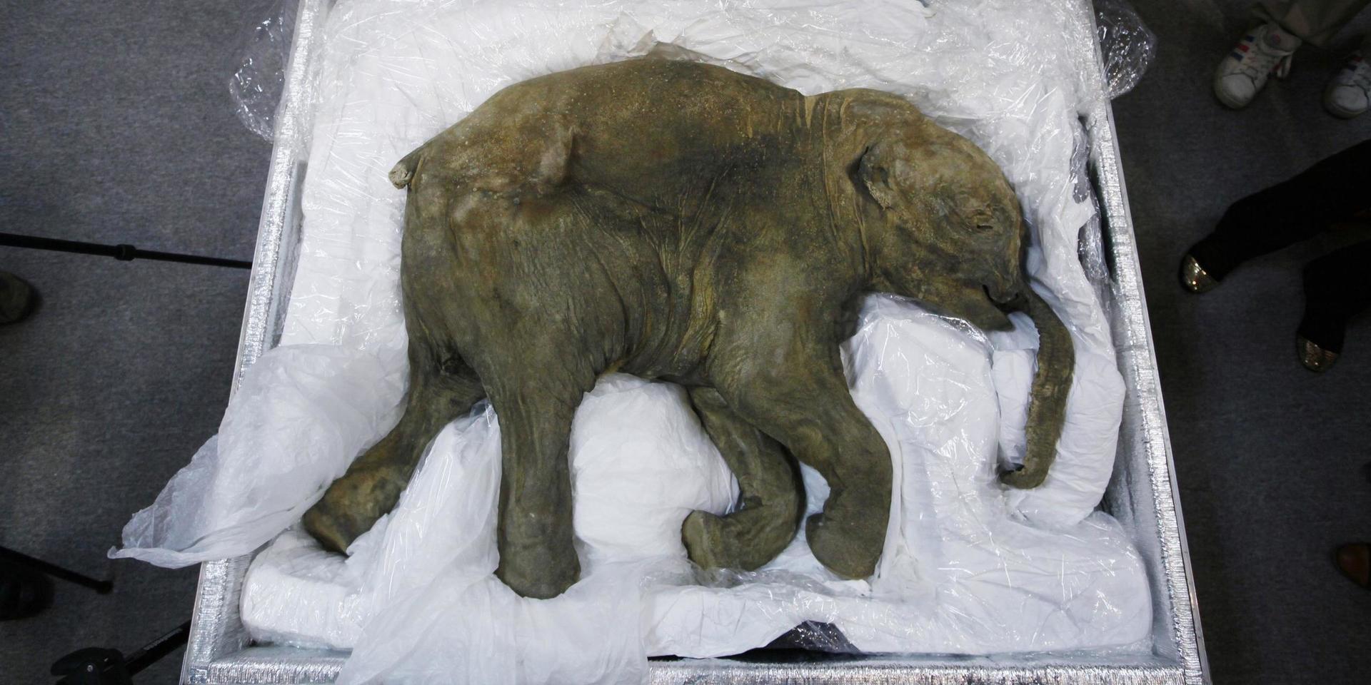 Mammutunge, död för 42 000 år sedan, infryst i permafrosten i Sibirien, upptäckt 2007.