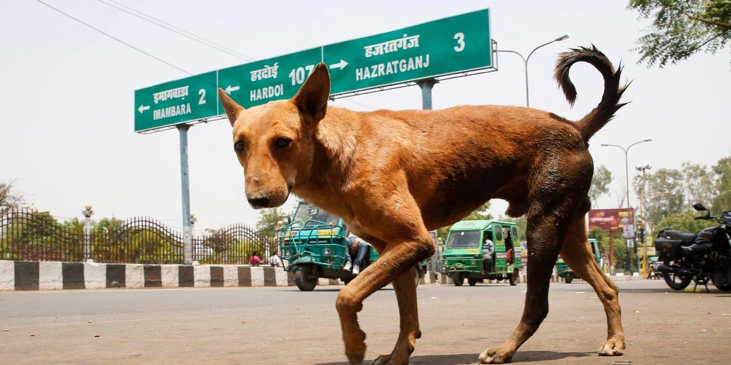 En herrelös hund i Lucknow i Uttar Pradesh i Indien. Det är dock inte känt om just denna hund har varit inblandad i några av de dödliga attackerna mot barn i delstaten.