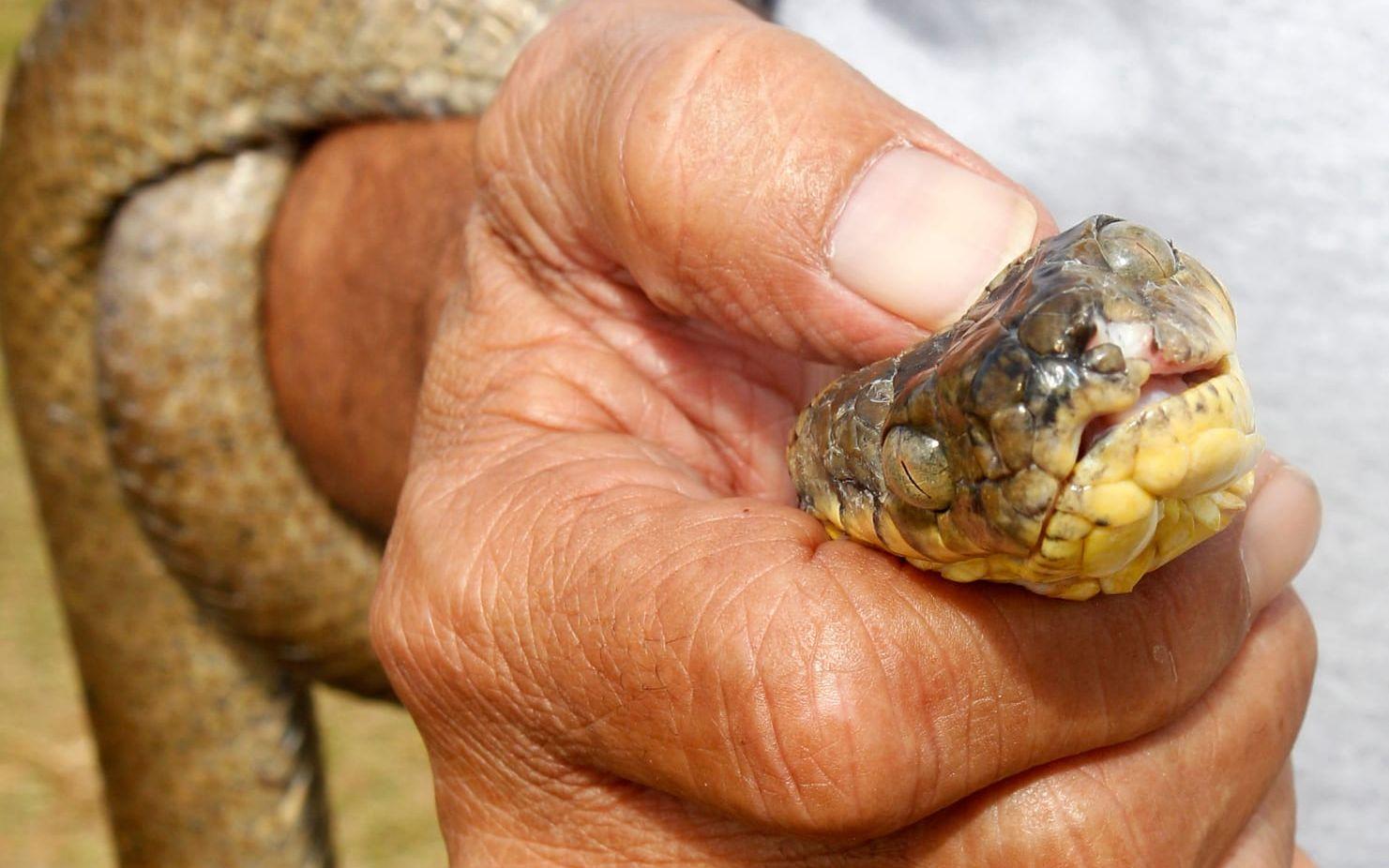 Den bruna trädormen är ett av världens mest destruktiva invasiva kräldjur. Sedan den infördes till Guam i Stilla havet har den utplånat merparten av den inhemska faunan.