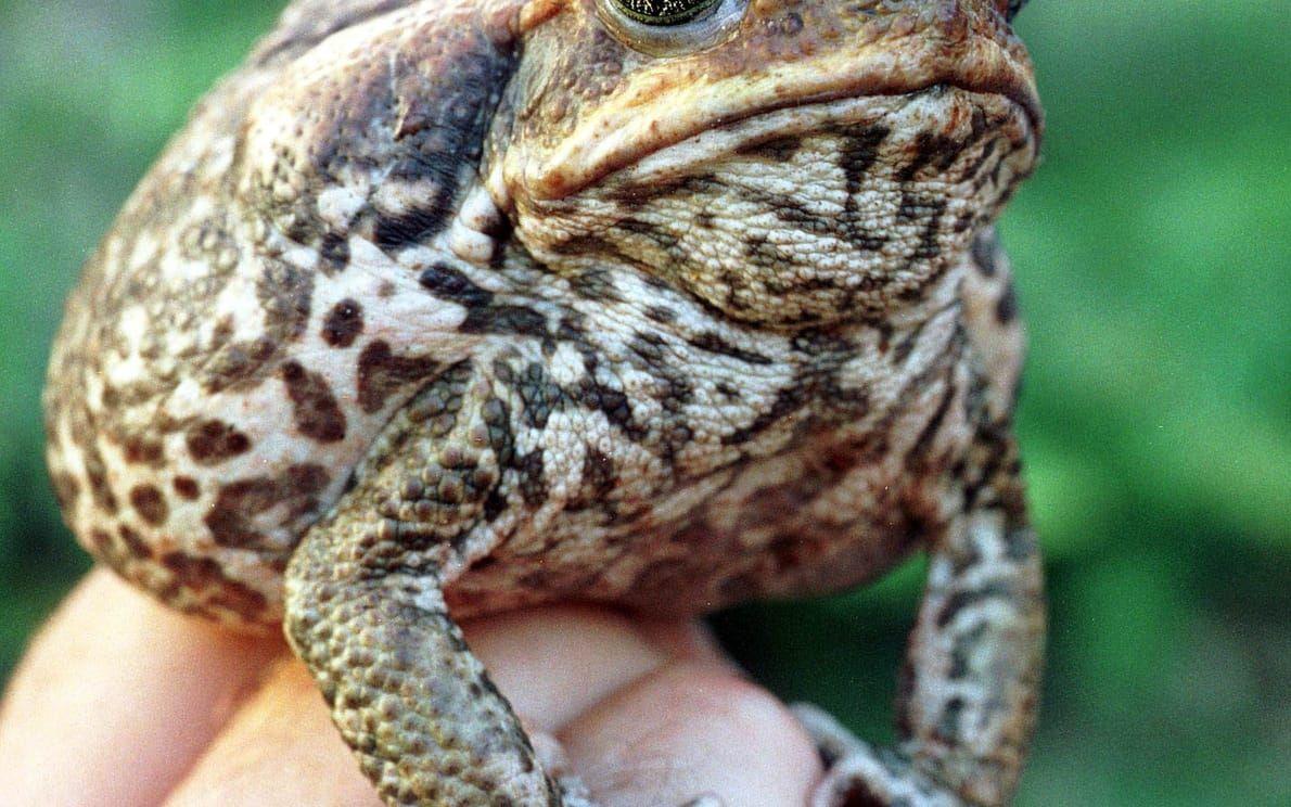 Den giftiga agapaddan infördes till Australien 1935 för att bekämpa skadliga skalbaggar i sockerrörsodlingar. Sedan dess har den spridit sig över en stor del av kontinenten och blivit ett gigantiskt ekologiskt problem.