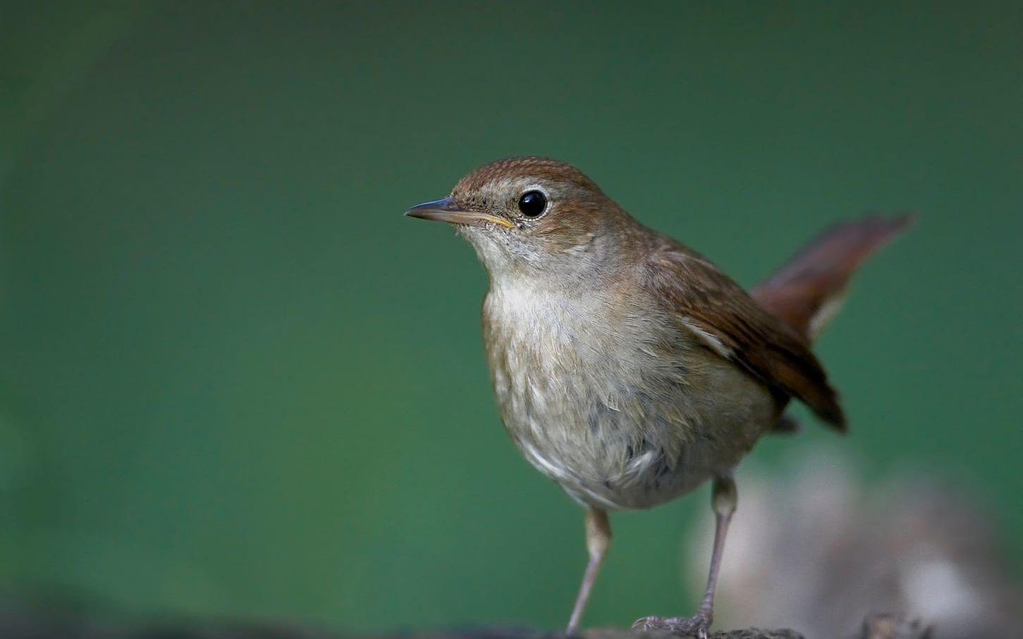 Näktergalen flyger över Medelhavet och Sahara för att nå fram till sydöstra Afrika. Med hjälp av ny sensorteknik i miniatyr har forskare kunnat följa resan. Arkivbild.