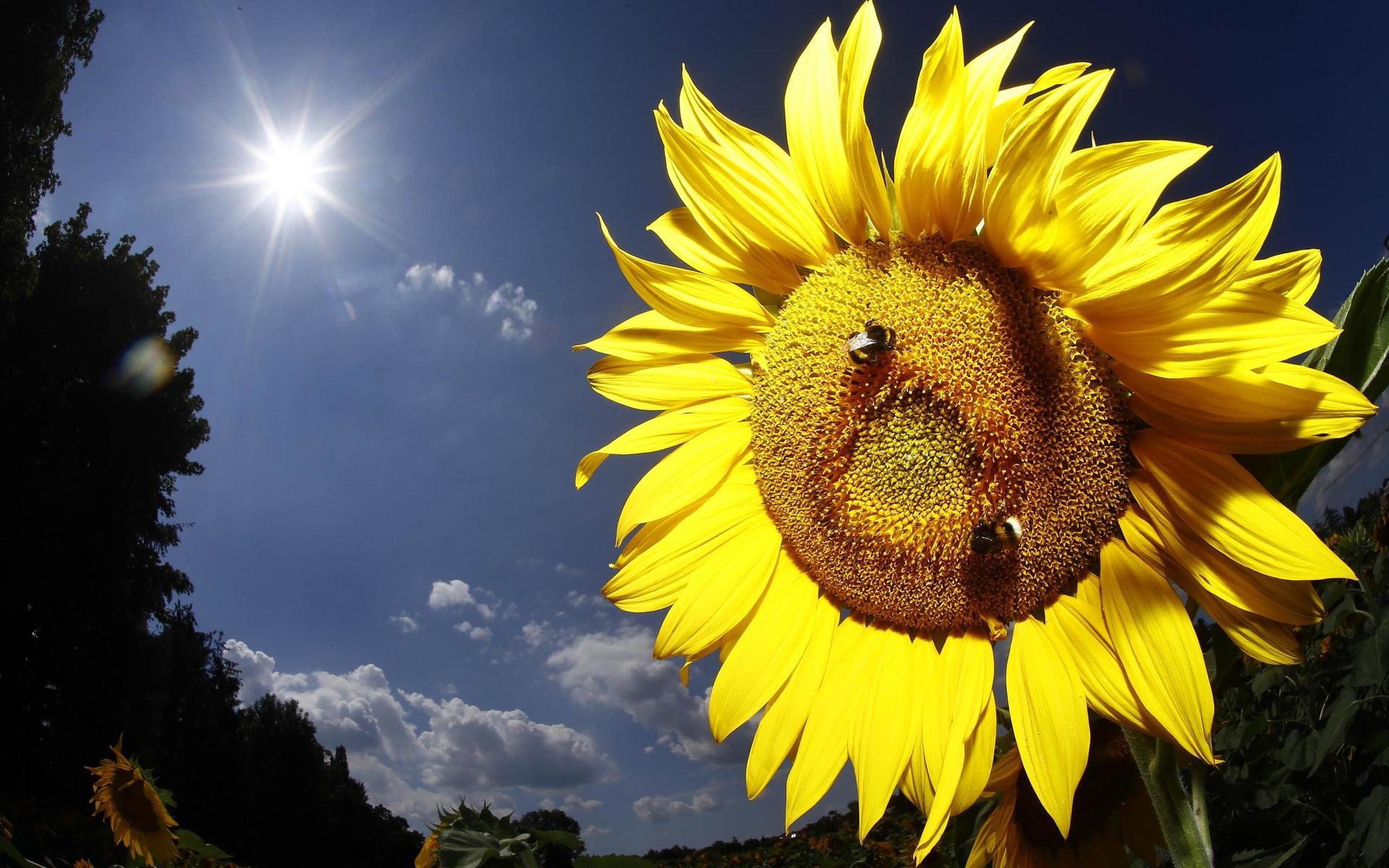 Den som plockar ett par solrosor från ett fält på gården utanför Falkenberg uppmanas swisha en summa till Barncancerfonden. Arkivbild.