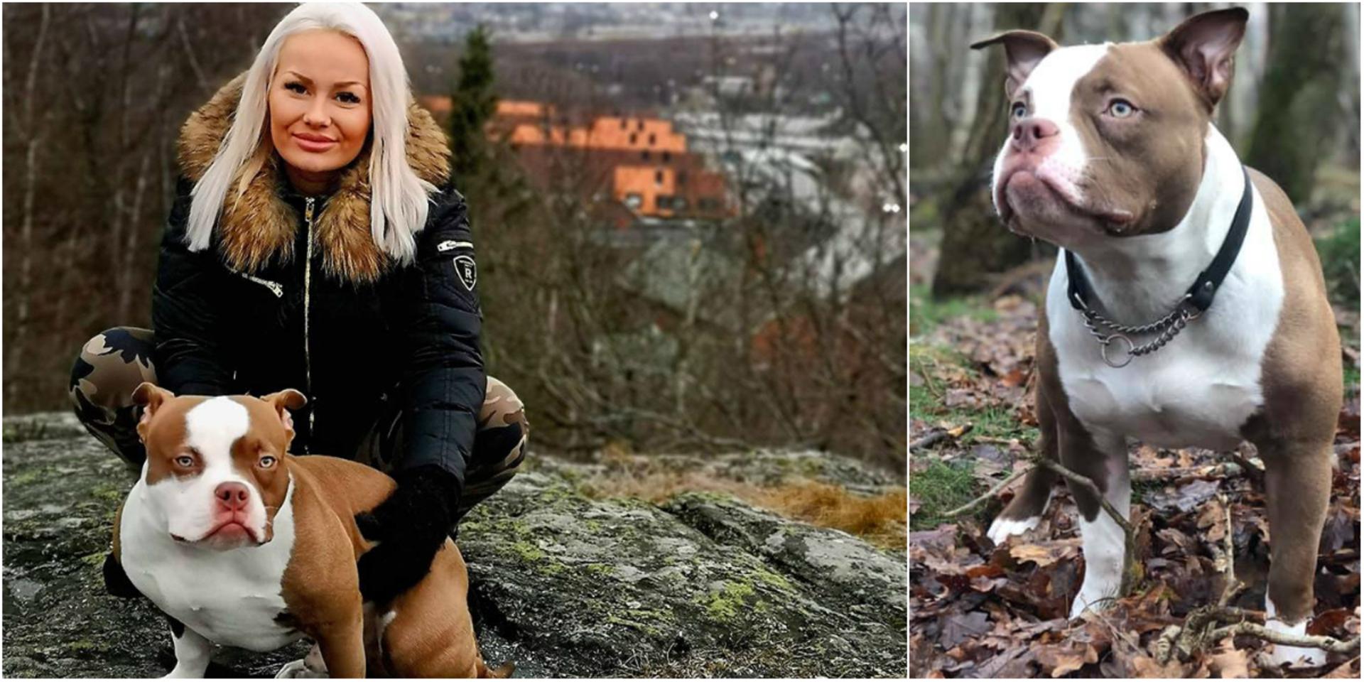 Maria Knudsens hund Bronson har varit försvunnen sedan i söndags eftermiddag 