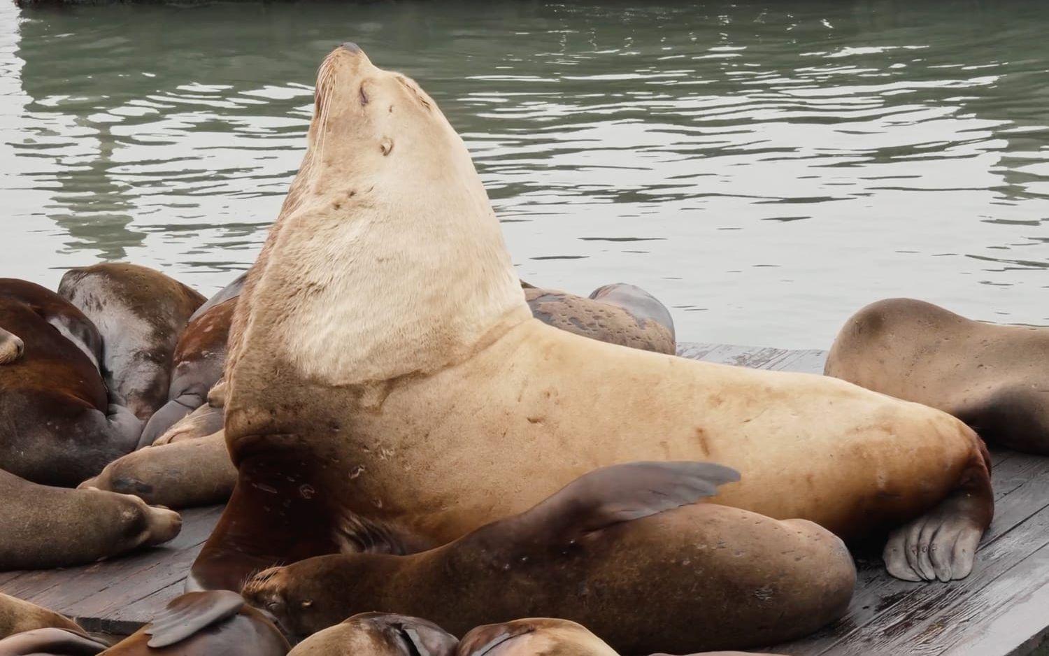 Chonkers på en brygga vid Fisherman's Wharf i San Francisco i slutet på april.