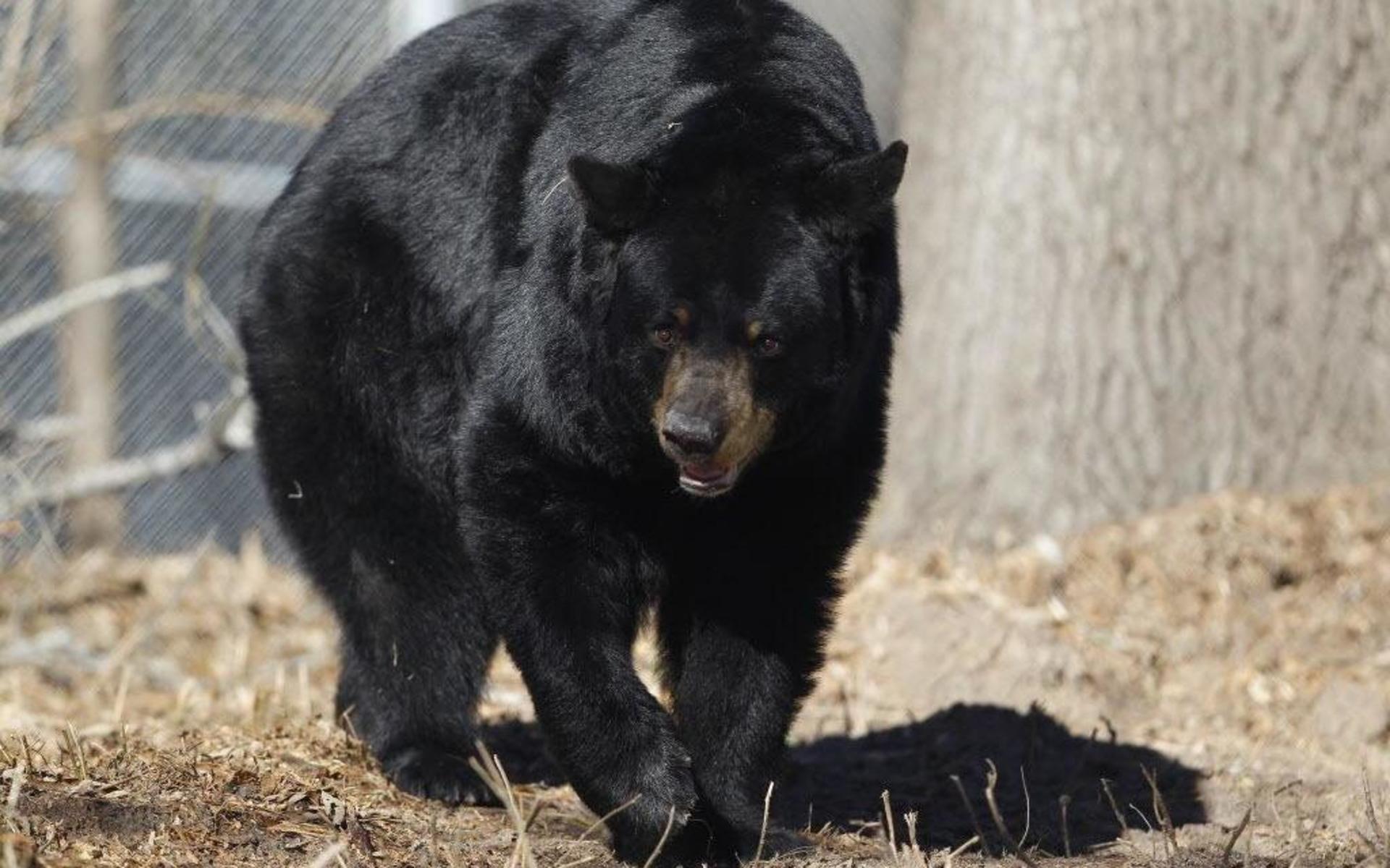 Det finns uppskattningsvis mellan 17 000 och 20 000 svartbjörnar i Colorado. De senaste två åren har CPW fått 879 anmälningar om björnar som brutit sig in i folks hem och garage. Arkivbild.