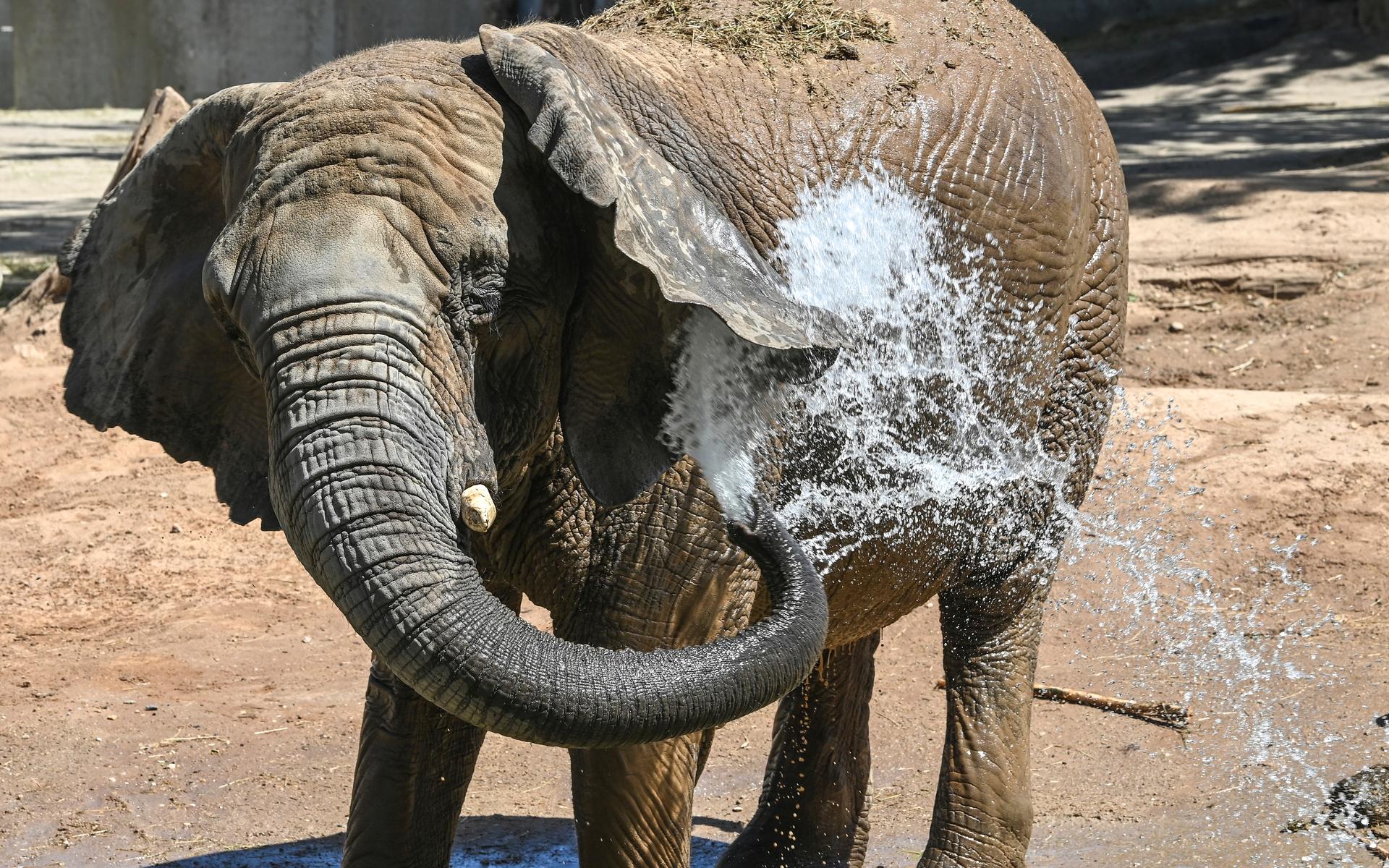 Inte bara människor behöver svalka sig när det är värmebölja, en elefant på en djurpark i Tyskland sprutar vatten på sig för att kyla ner sig.