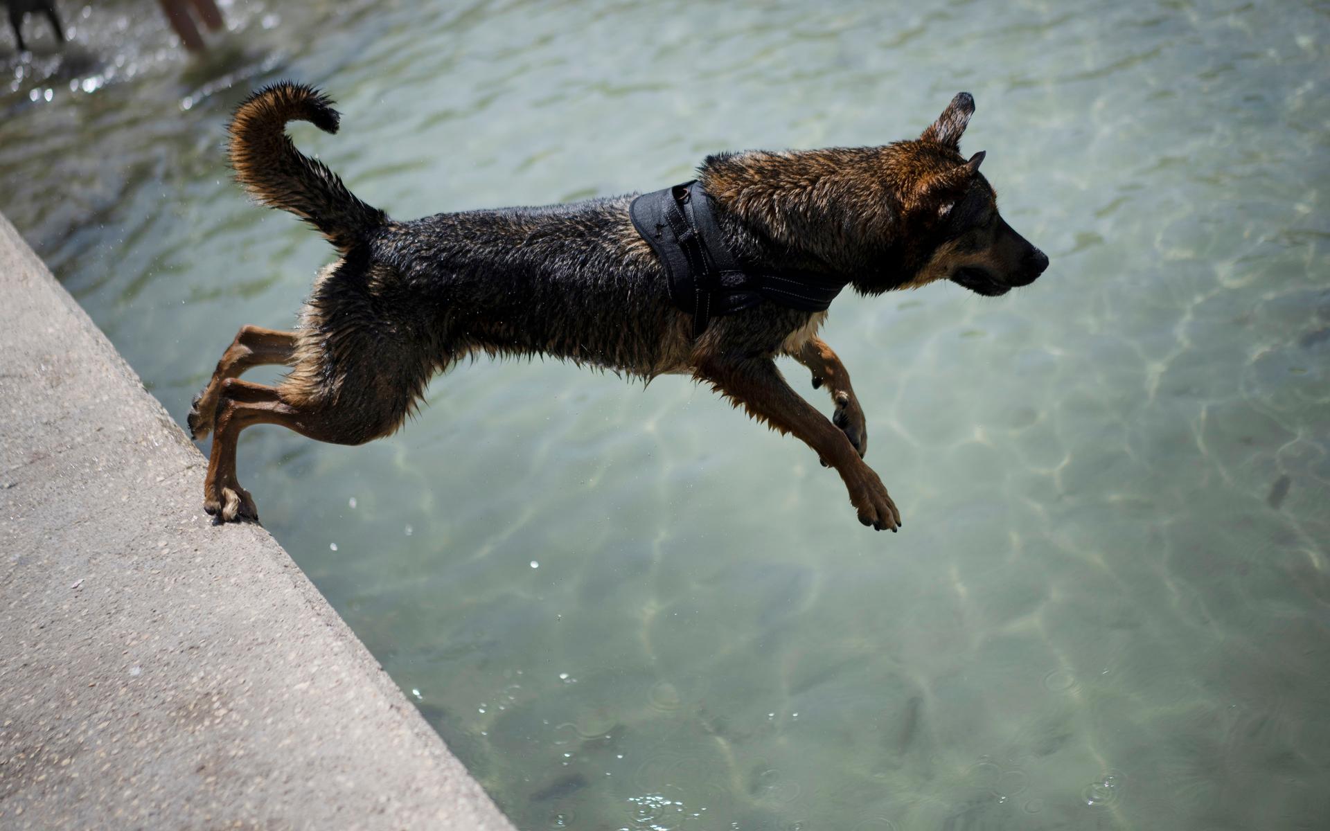 I Marseille, i södra Frankrike tar sig en hund ett dopp.