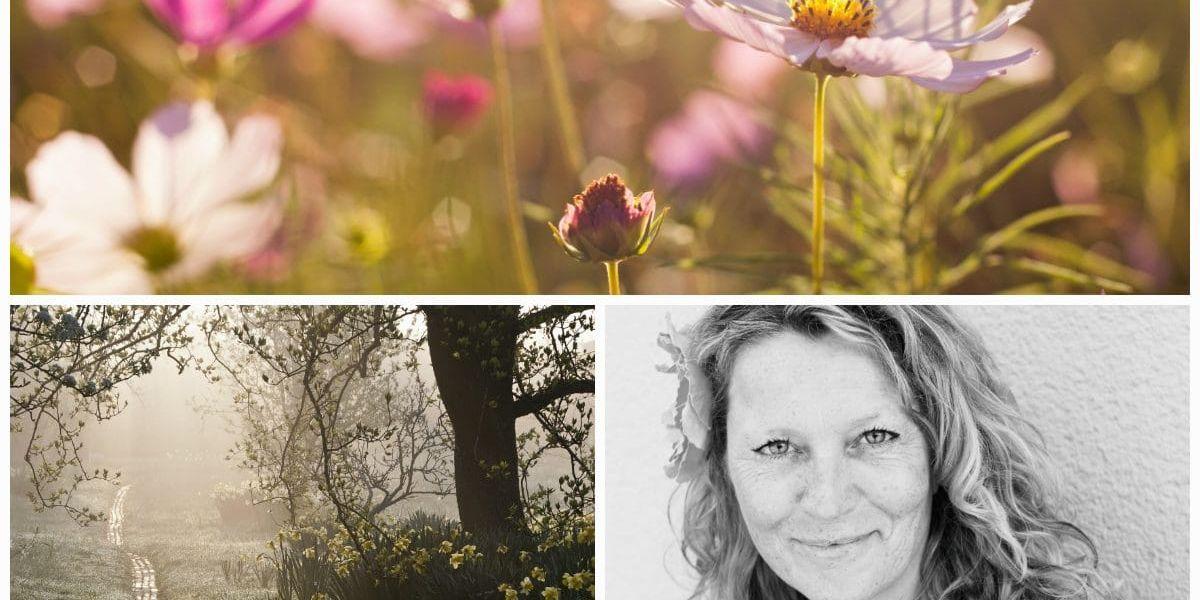 Trädgårdsfotografen Pernilla Bergdahl tipsar om hur du får dina blombilder att lyfta.