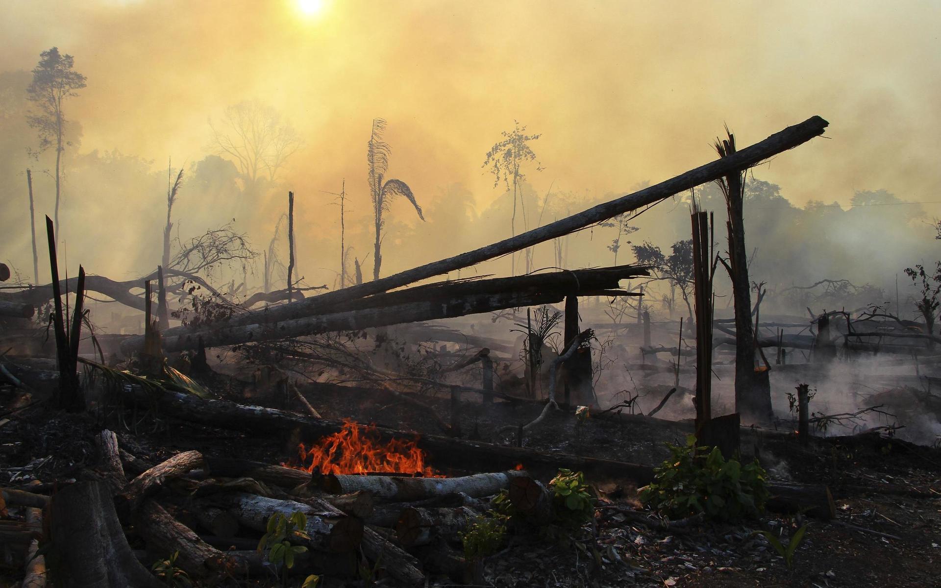 Eldhärjade områden nära Labrea i Brasilien i juli i år. Enligt forskningsinstitutet National institute for space researh har bränderna i den brasilianska delen av amazonas regnskogar i sommar ökat med 28 procent jämfört med samma tid i fjol.