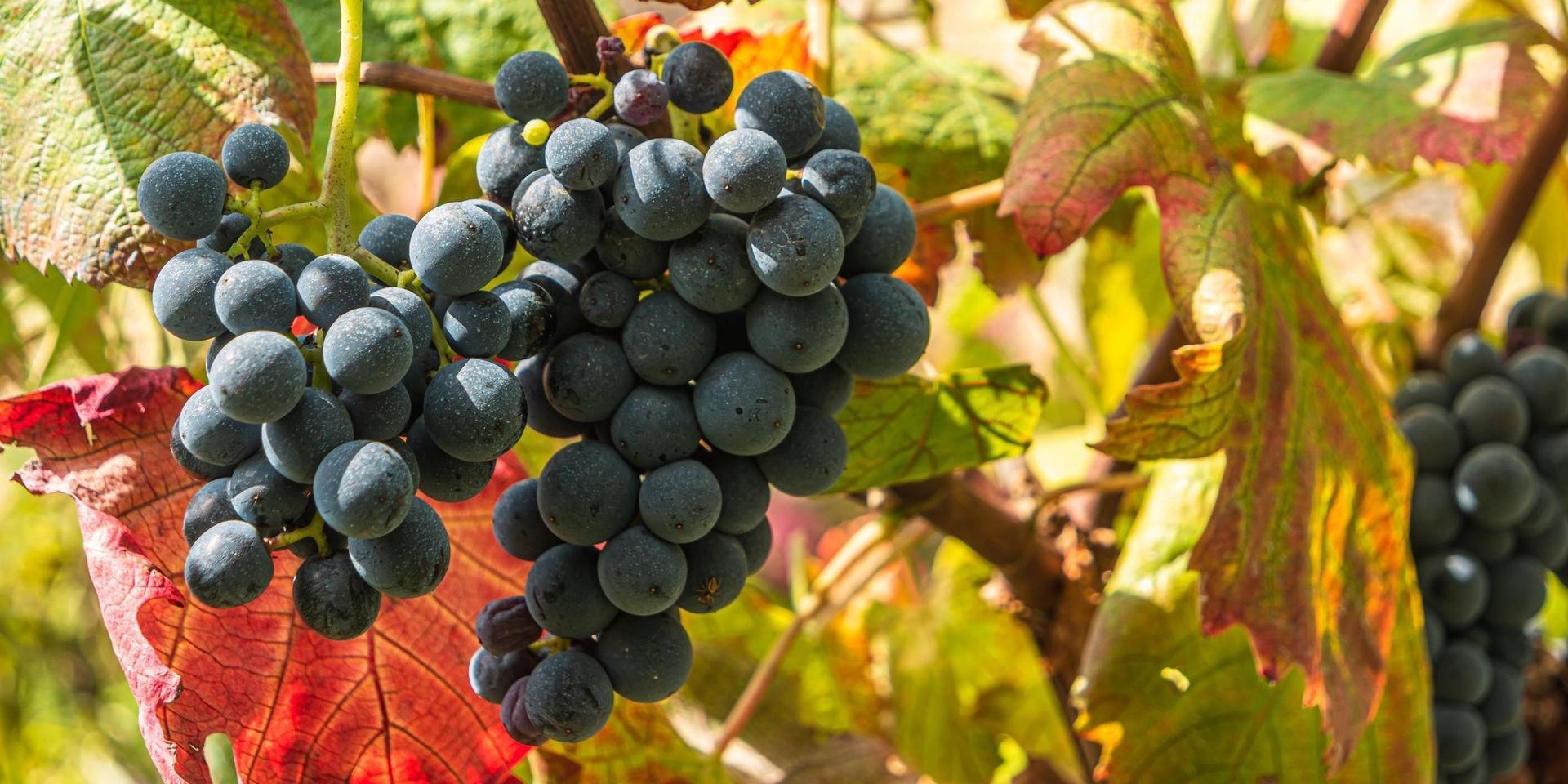 ”Äkta, genuint, lokalt ursprung och långa traditioner – det är värden som vinproducenterna vill lyfta fram. Men ofta är historien påhittad”, skriver GP:s vinskribent Marie Oskarsson.