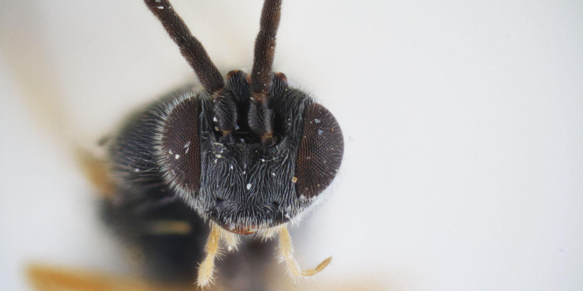 Ett monster i miniatyr. Parasitstekeln Dolichogenidea xenomorph påminner om monstret i filmen Alien. Den lägger sina ägg i fjärilslarver. De senare äts sedan upp levande inifrån av stekelns egna larver.