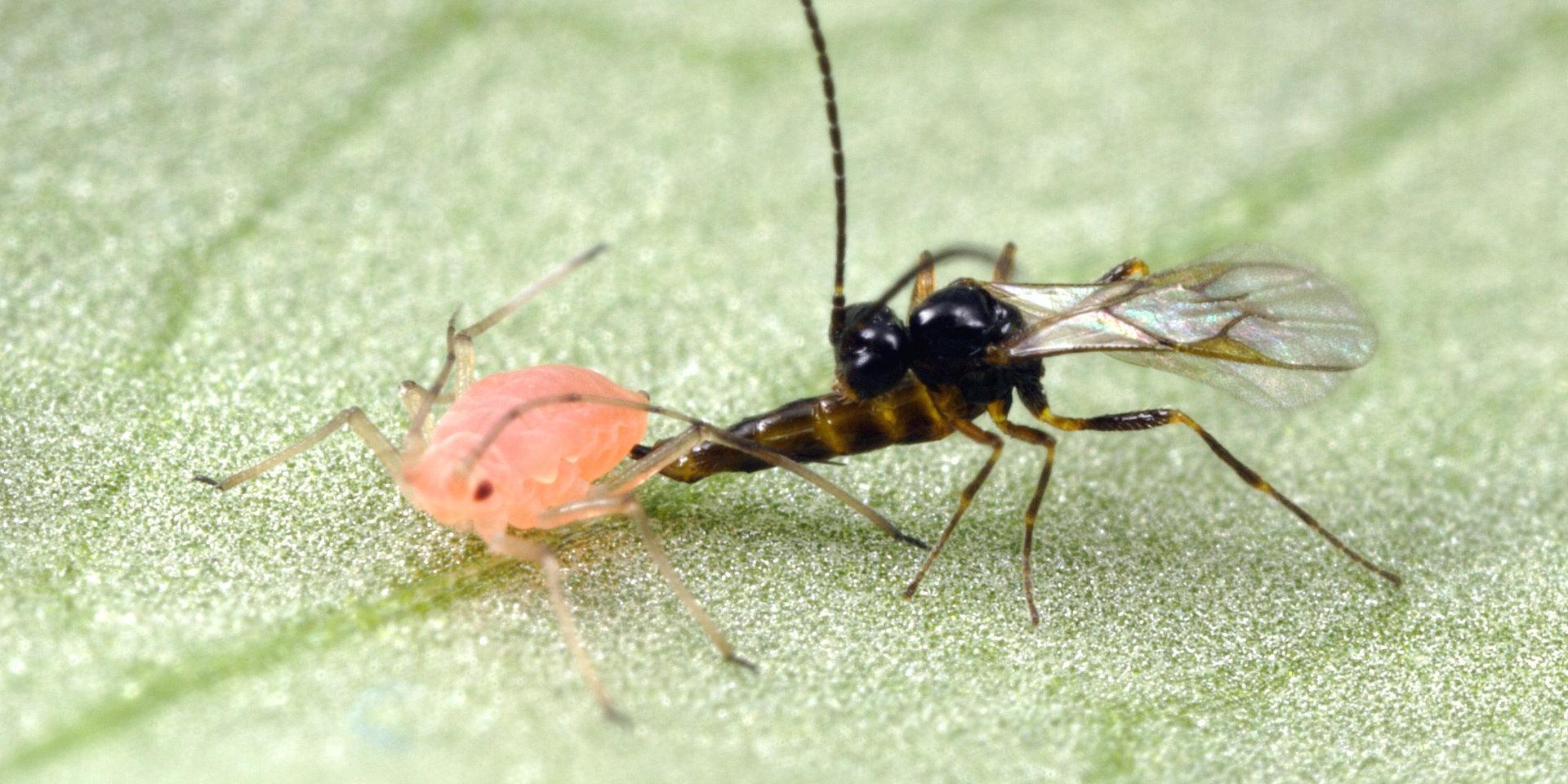 En parasitstekel lägger ägg i en bladlus med äggläggningsröret. Dess larver kommer att utnyttja den levande bladlusen som en födokälla och äta upp den inifrån.