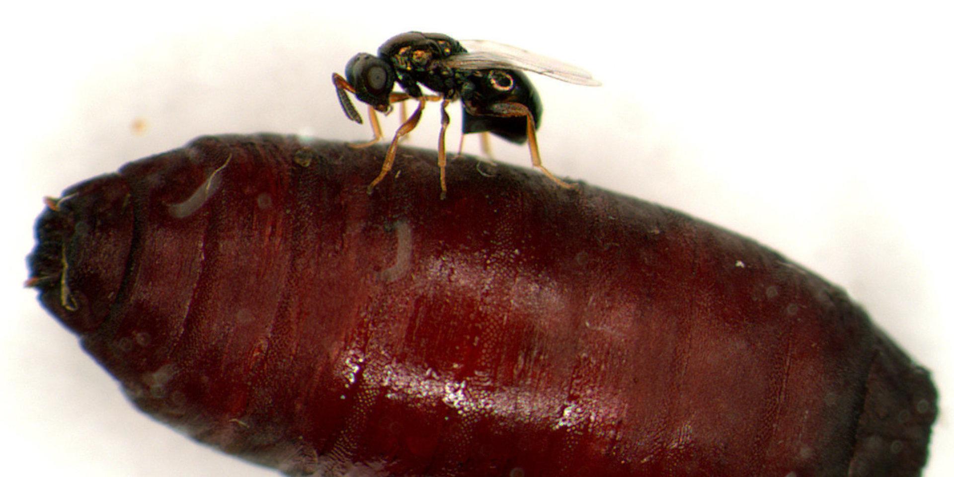 En parasitstekel lägger ägg i en fluga inuti sin puppa.